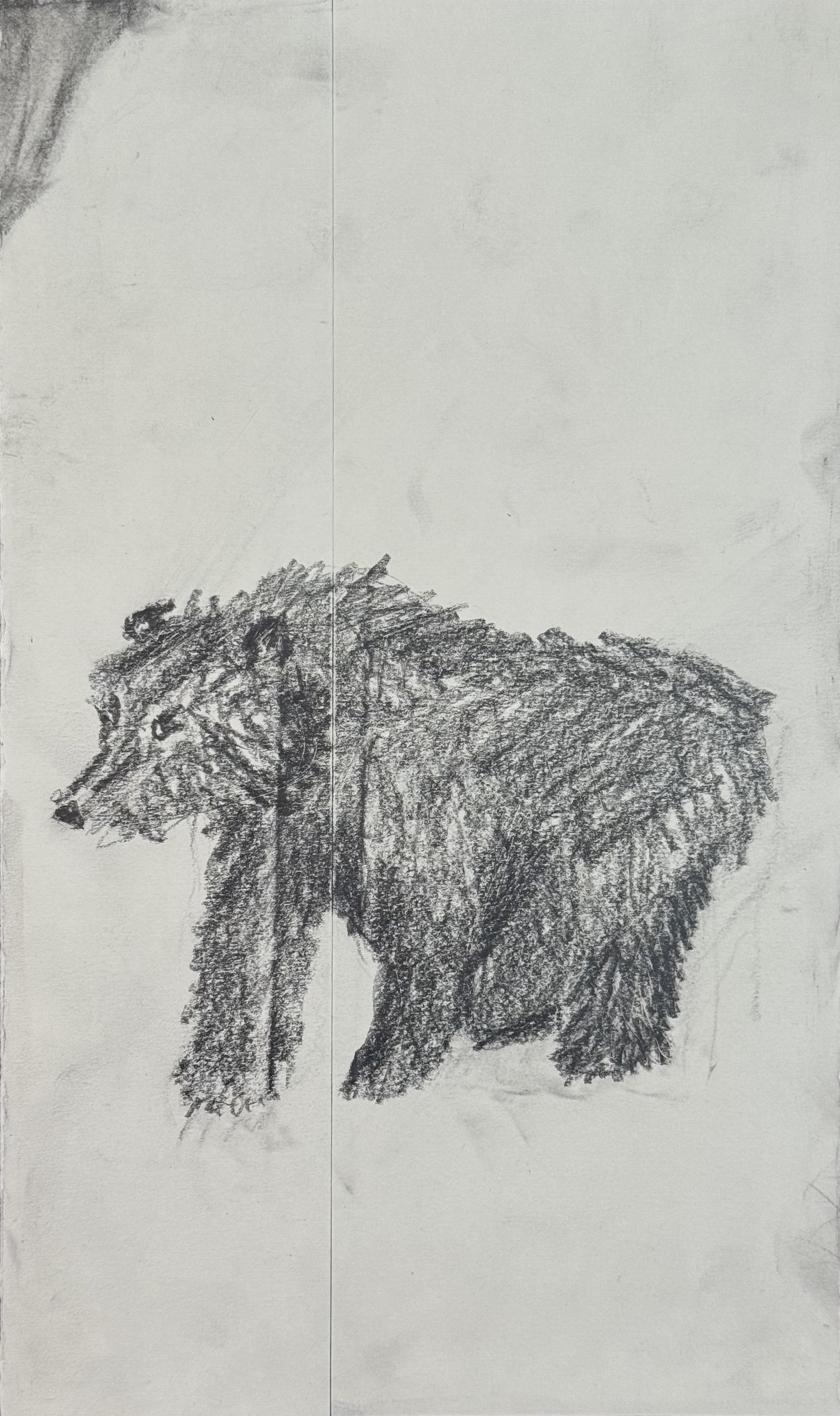 Bear from Imagination, 7x12 in. 2024, graphite on paper