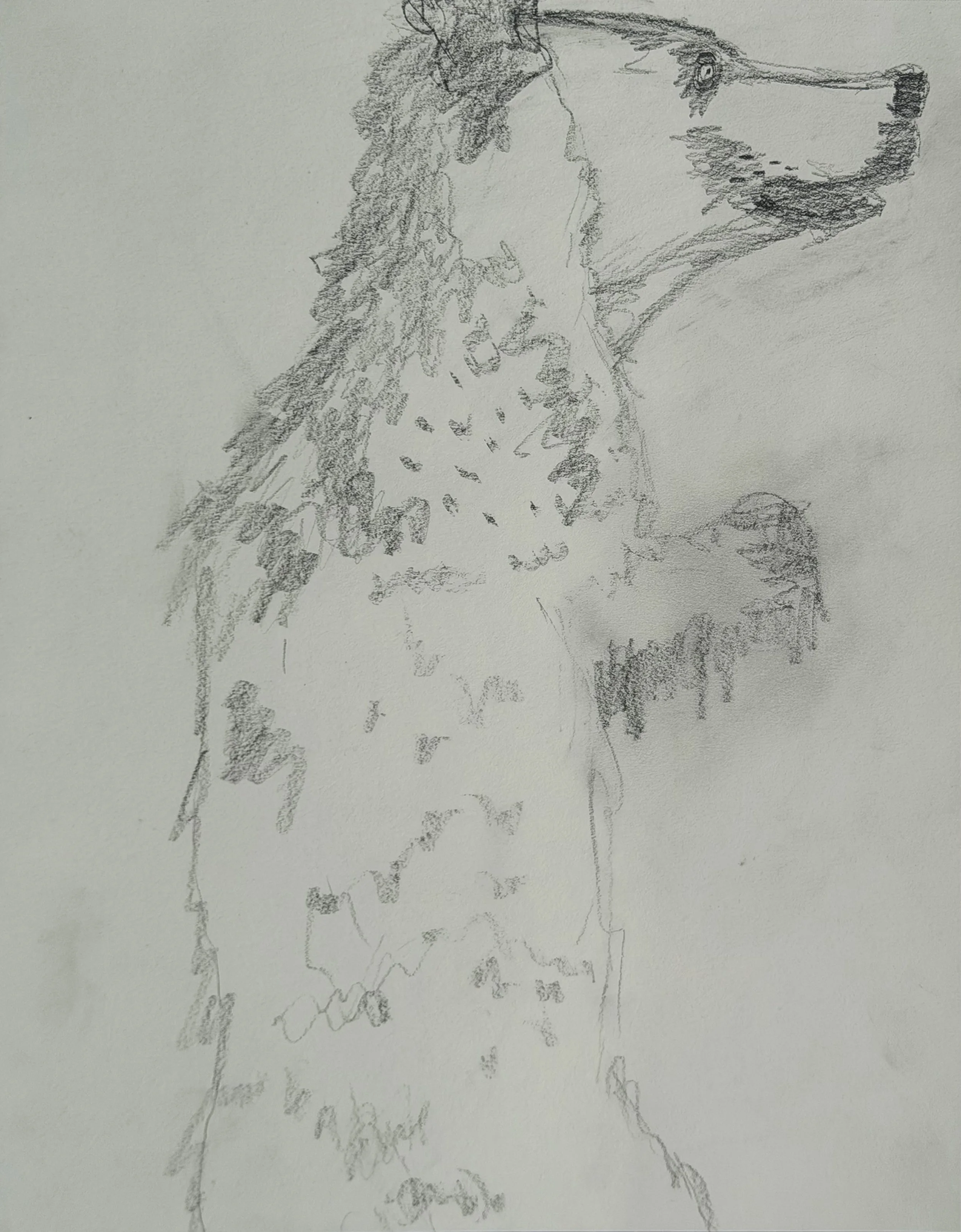 Study IV, graphite on paper, 12x9 inches, 2026