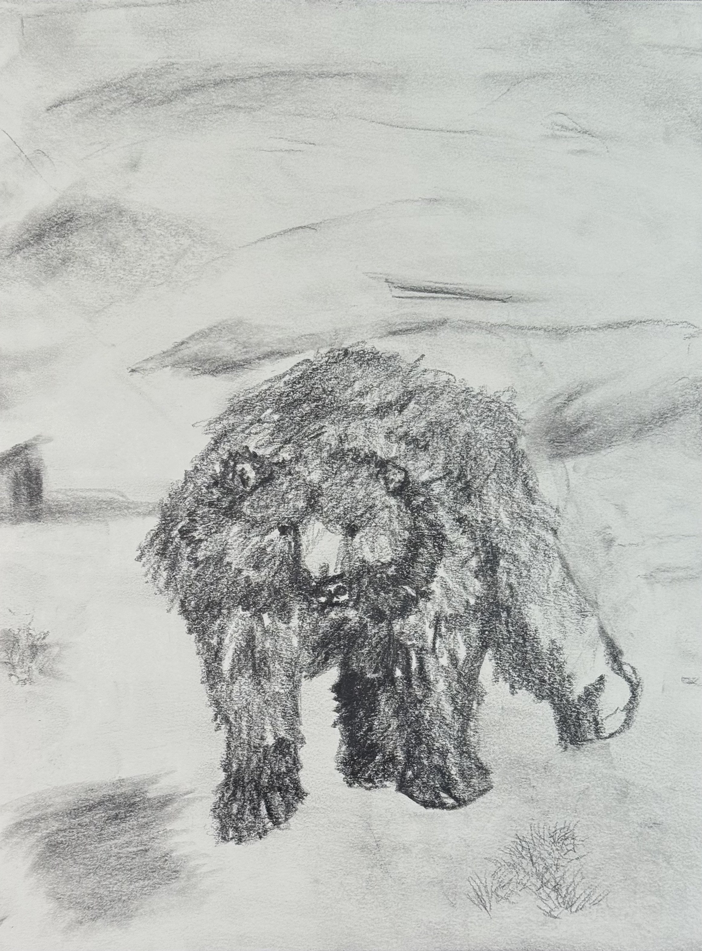 Bear on all Fours, 9x12 in. 2024, graphite on paper