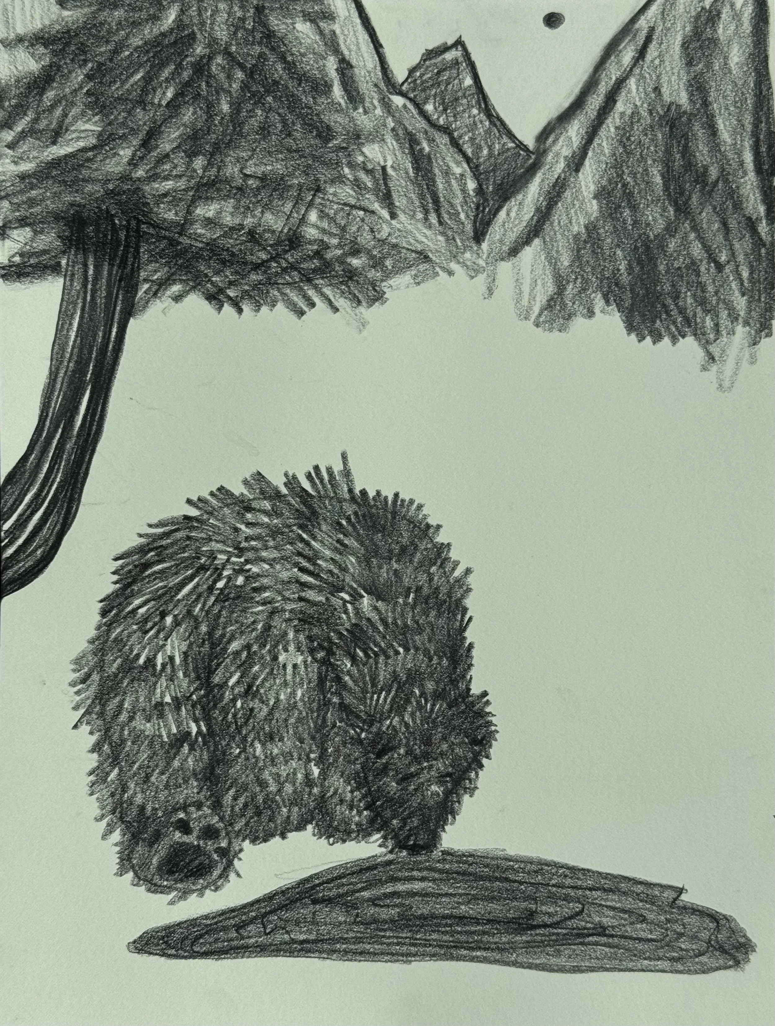 Drinking Bear, graphite on paper, 14x11 inches, 2026