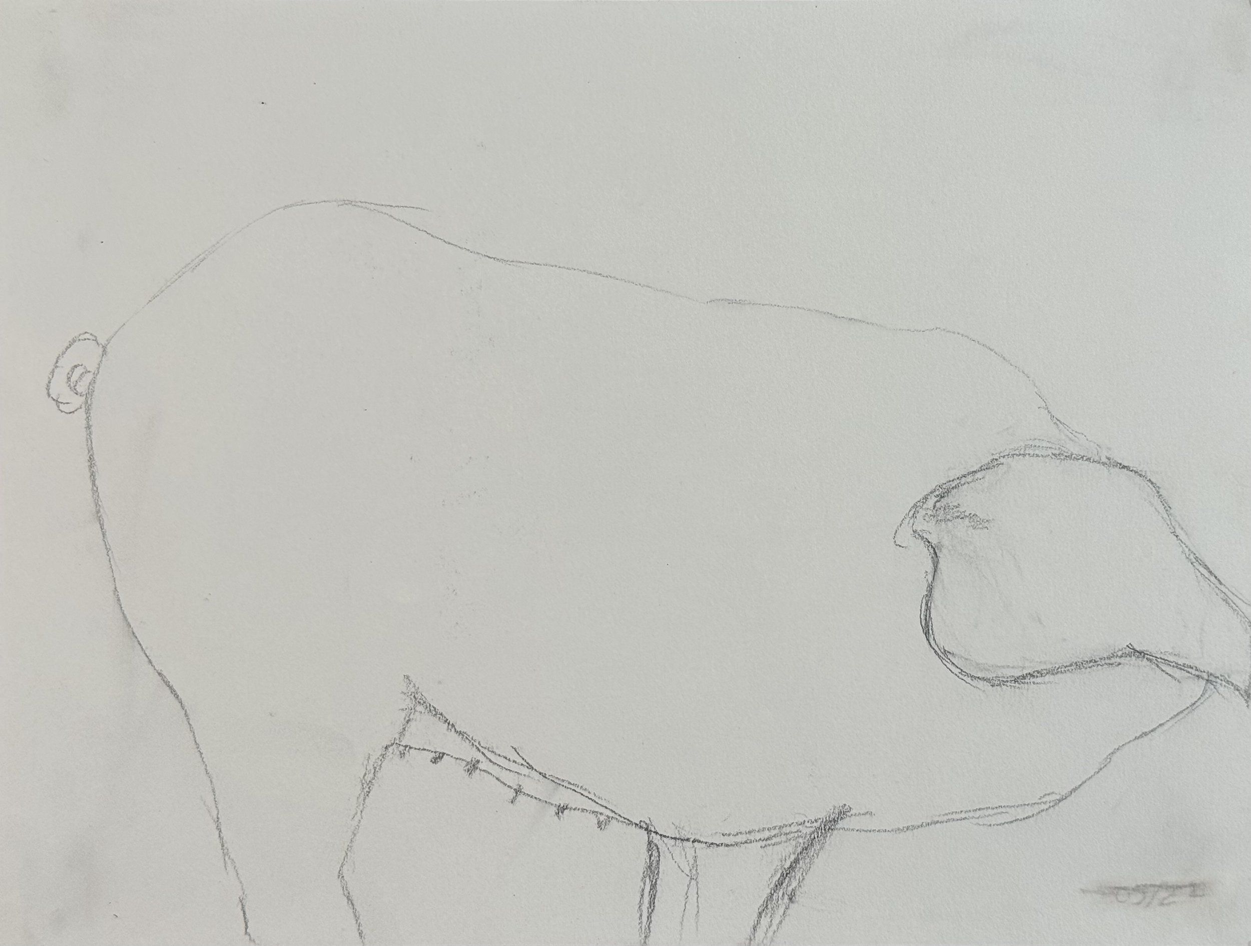 Pigish, 12x9 in. 2024, graphite on paper
