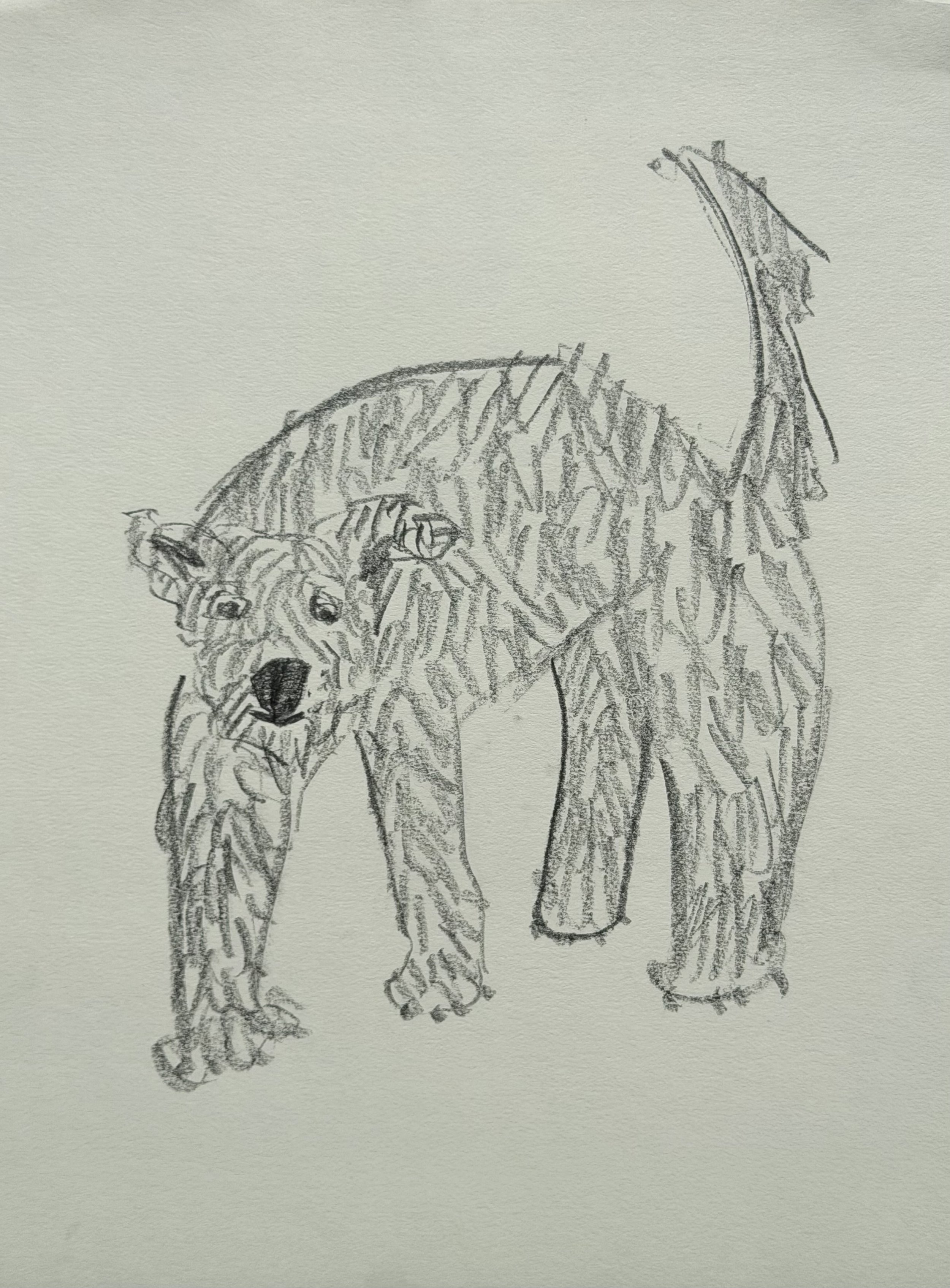 Wet Dog, graphite on paper, 12x9 inches, 2026