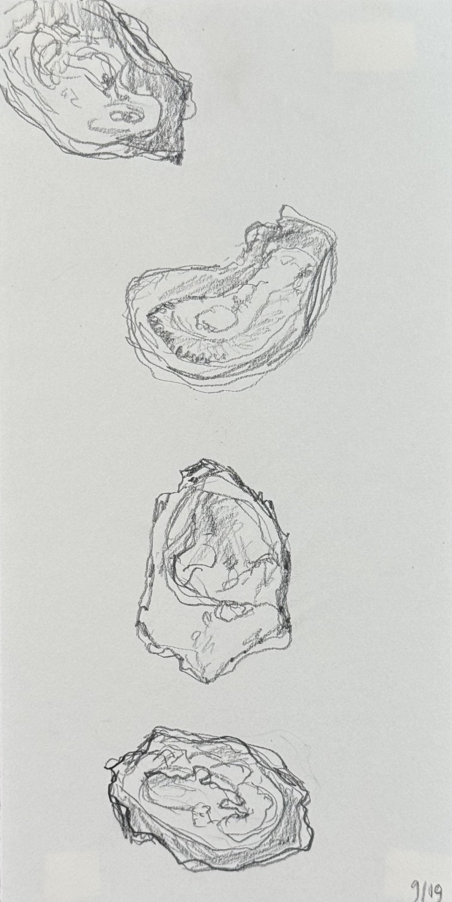 Oysters, 4.5x9 in. 2023, graphite on paper