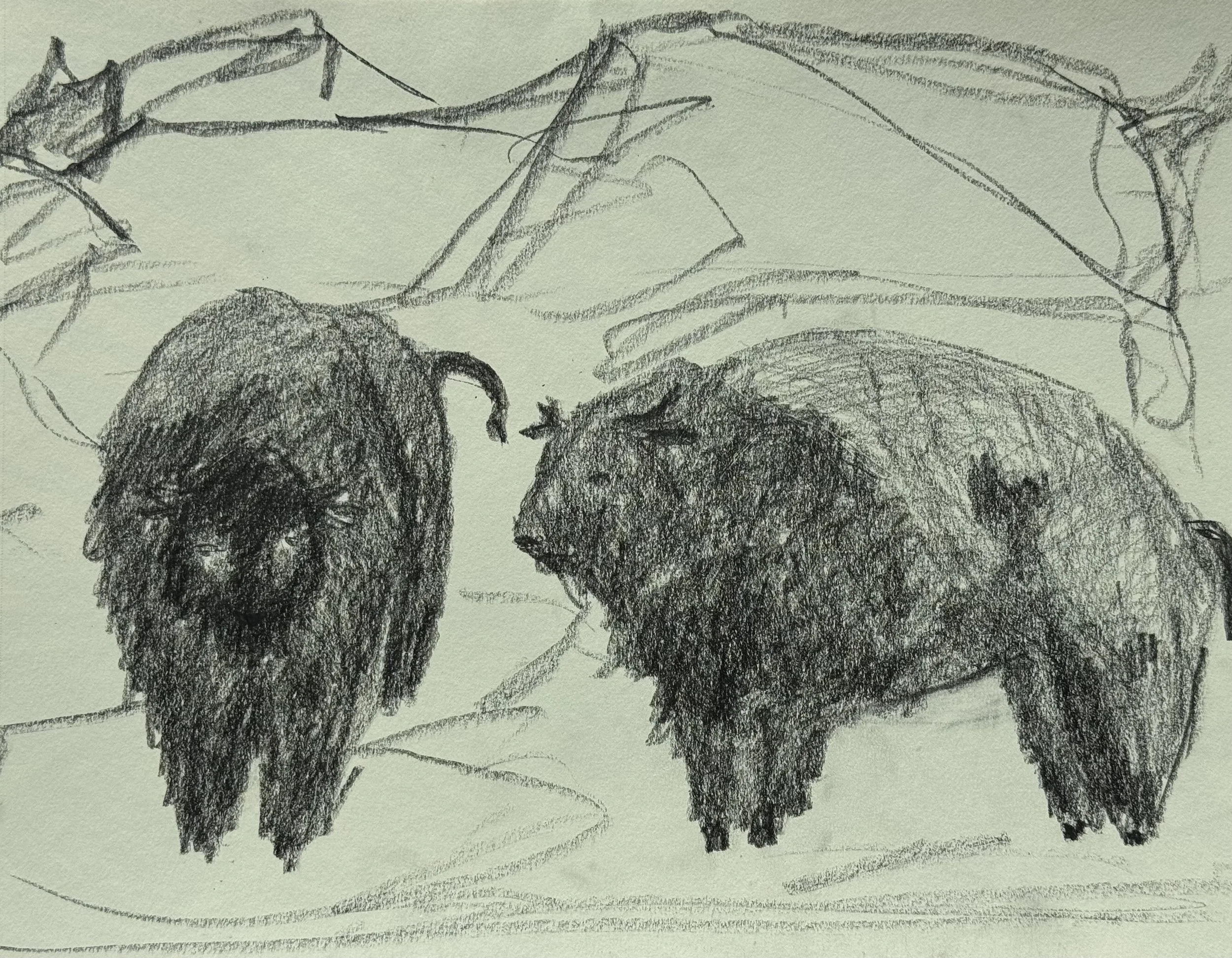 Bison with Rocks, graphite on paper, 11x14 inches, 2025