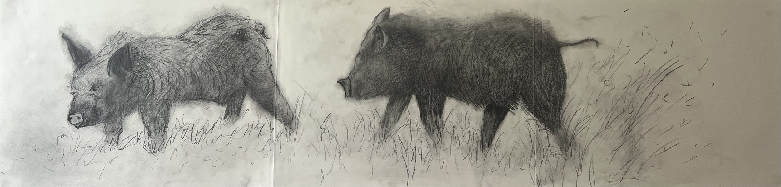 Two Pigs II, 72x18 in. 2024, graphite on paper