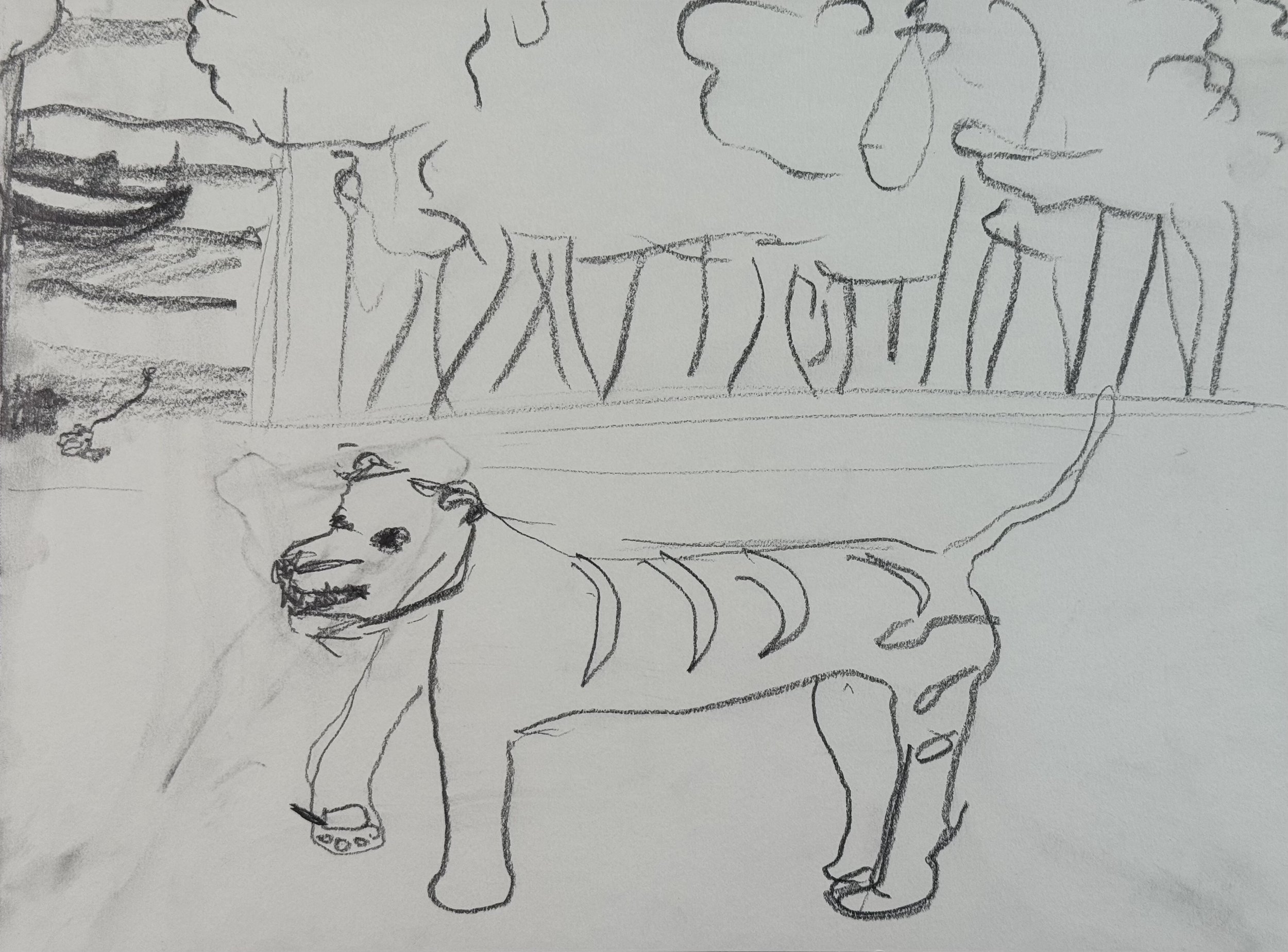 Tiger from Imagination, 9x12 in. 2024, graphite on paper