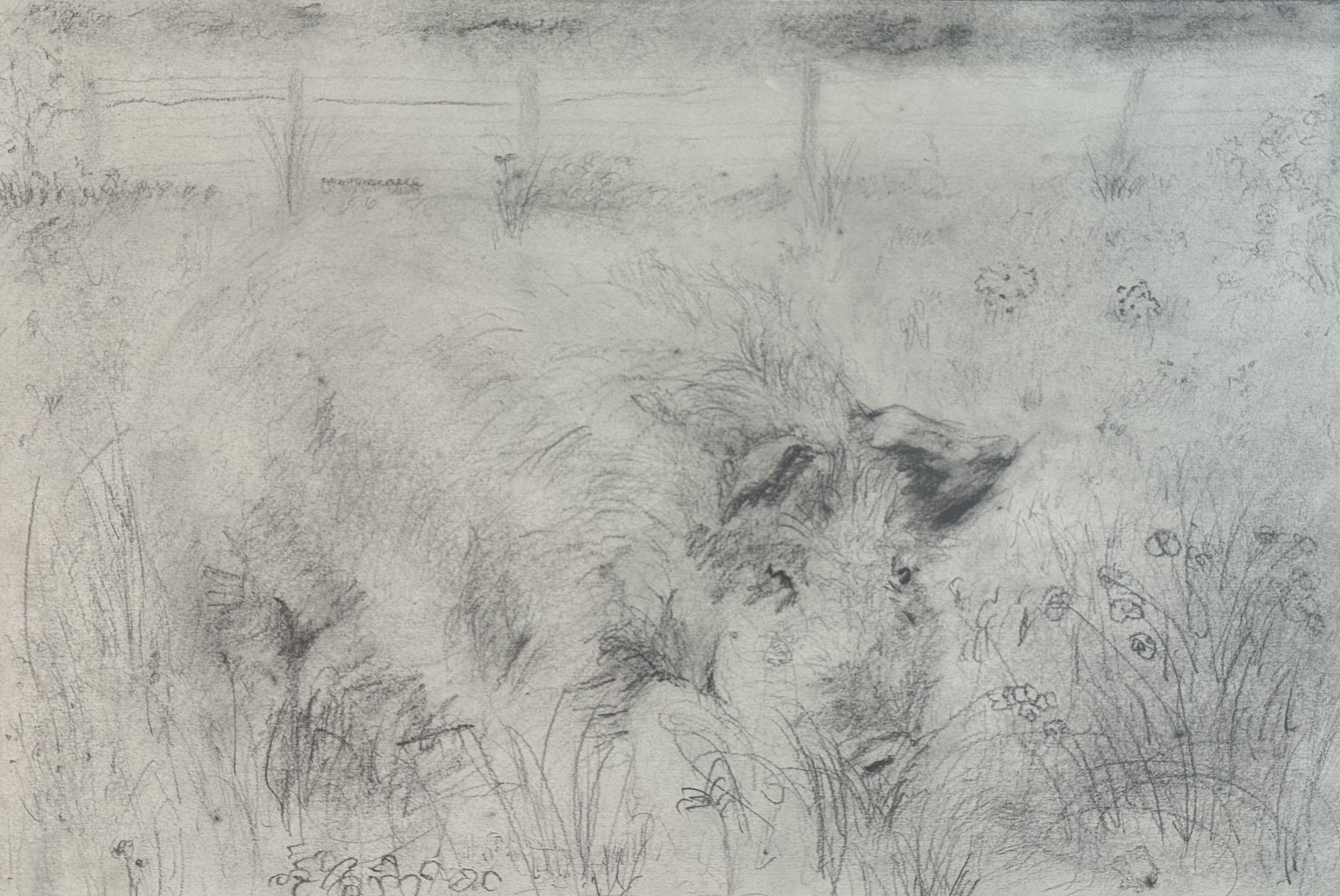 Hairy Pig, 18x12 in. 2024, graphite on paper