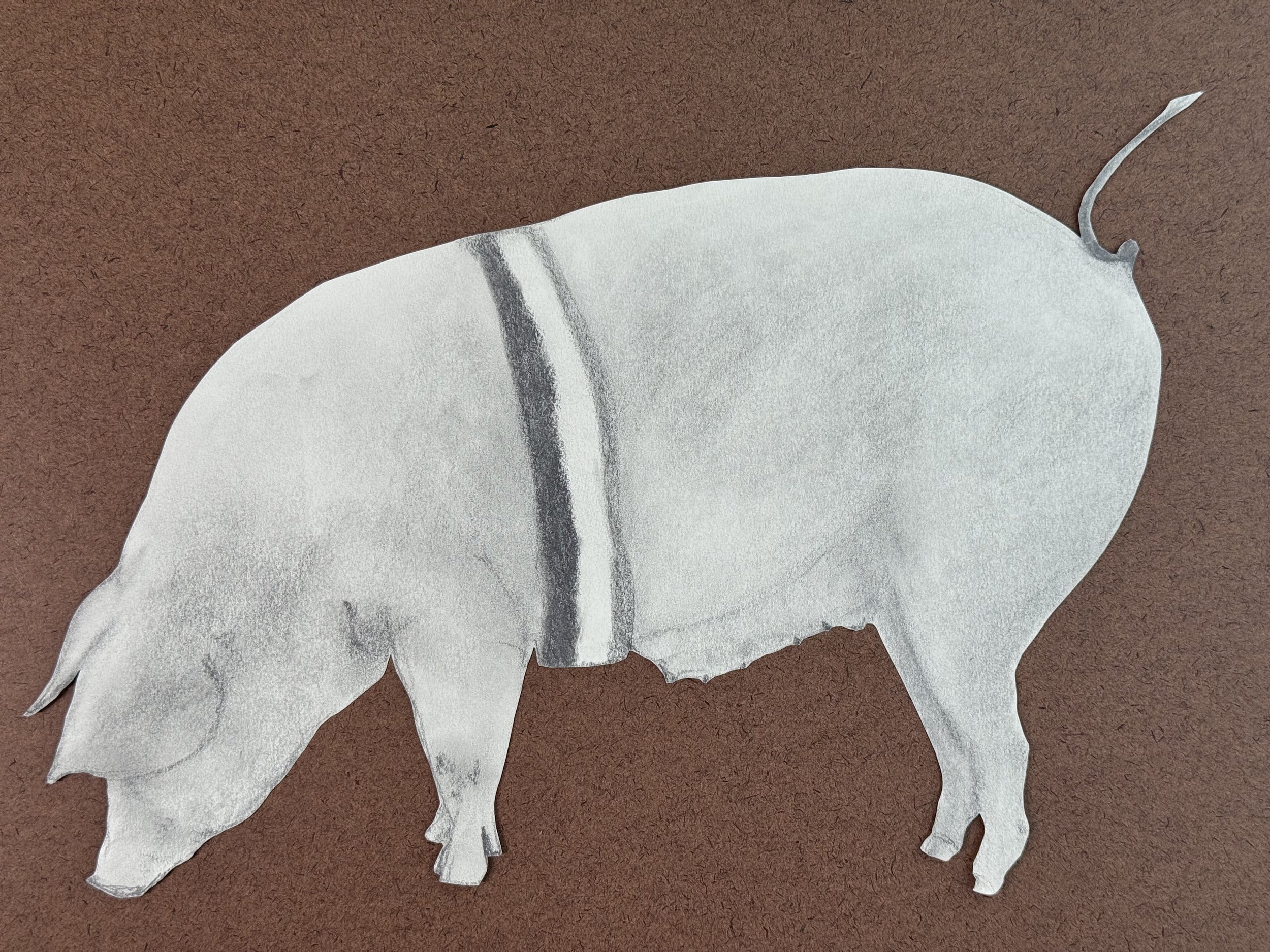 Cutout of First Prize Pig, 14x7.5 in. 2024, graphite on paper