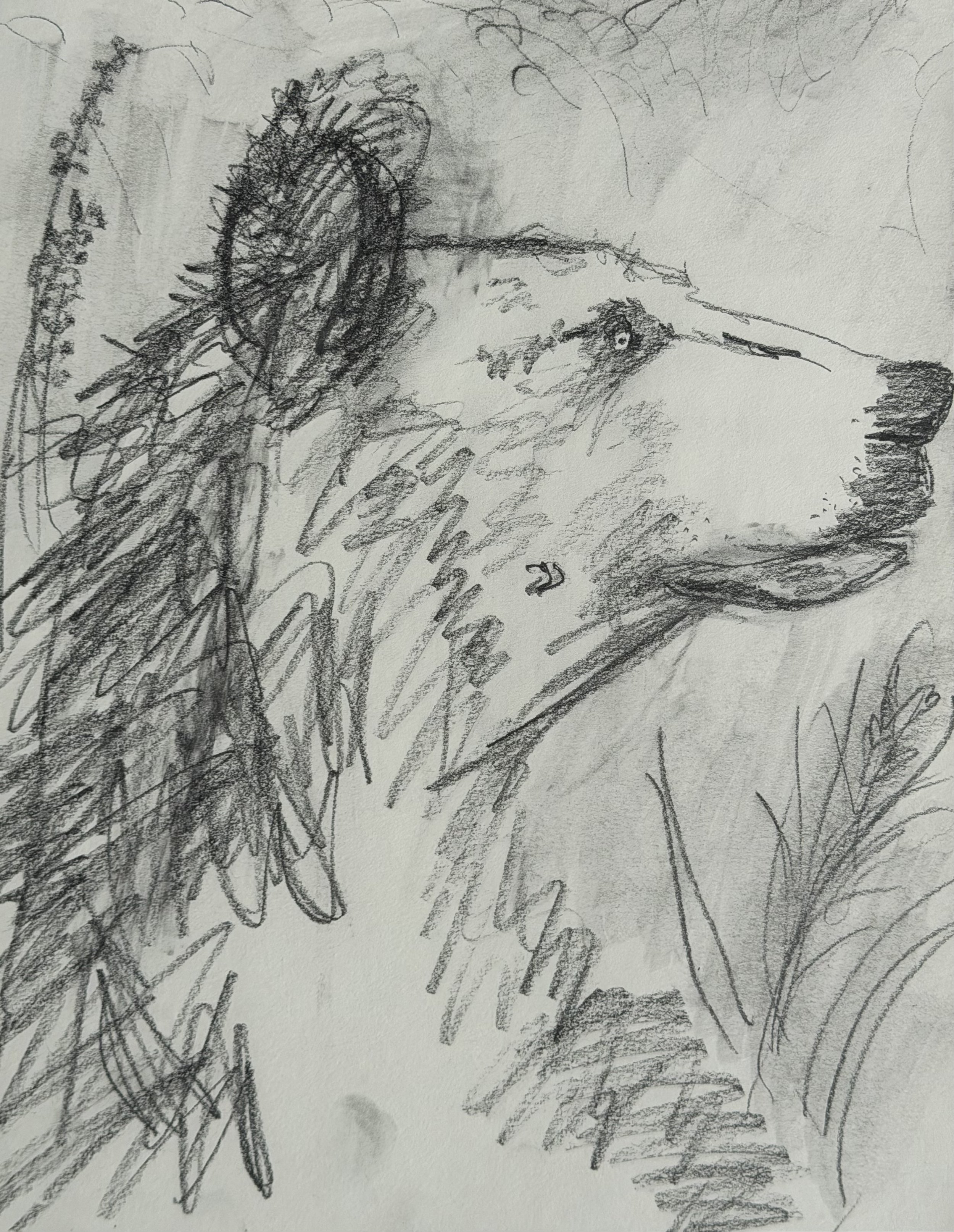 Study V, graphite on paper, 12x9 inches, 2026