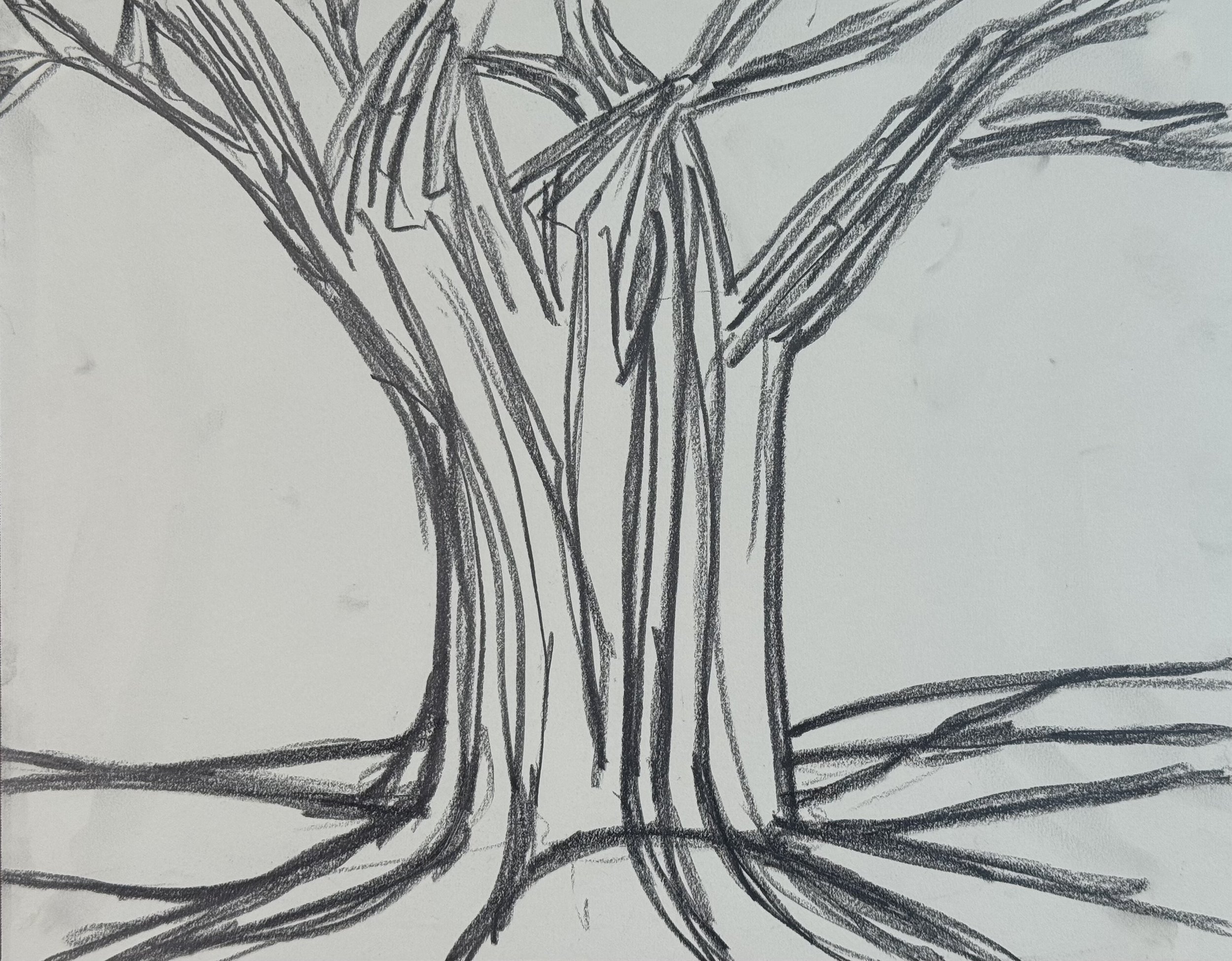 Tree I, 14x11 in. 2025, graphite on paper