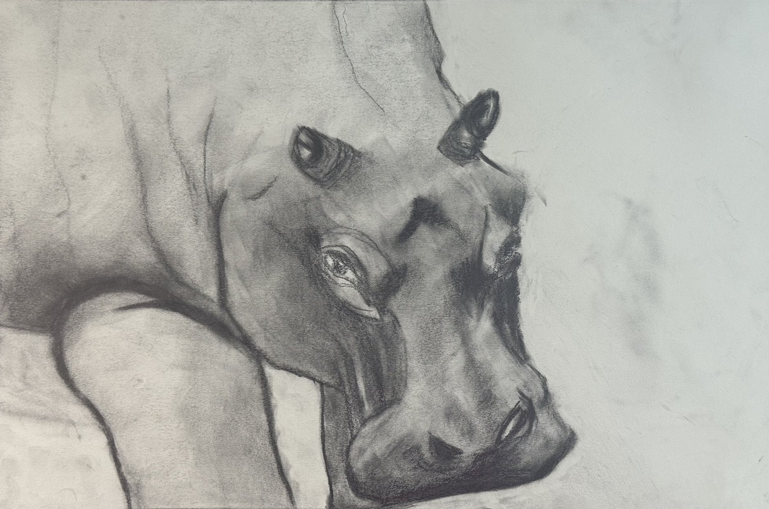 Kneeling Hippopotamus, 18x12 in. 2024, graphite on paper
