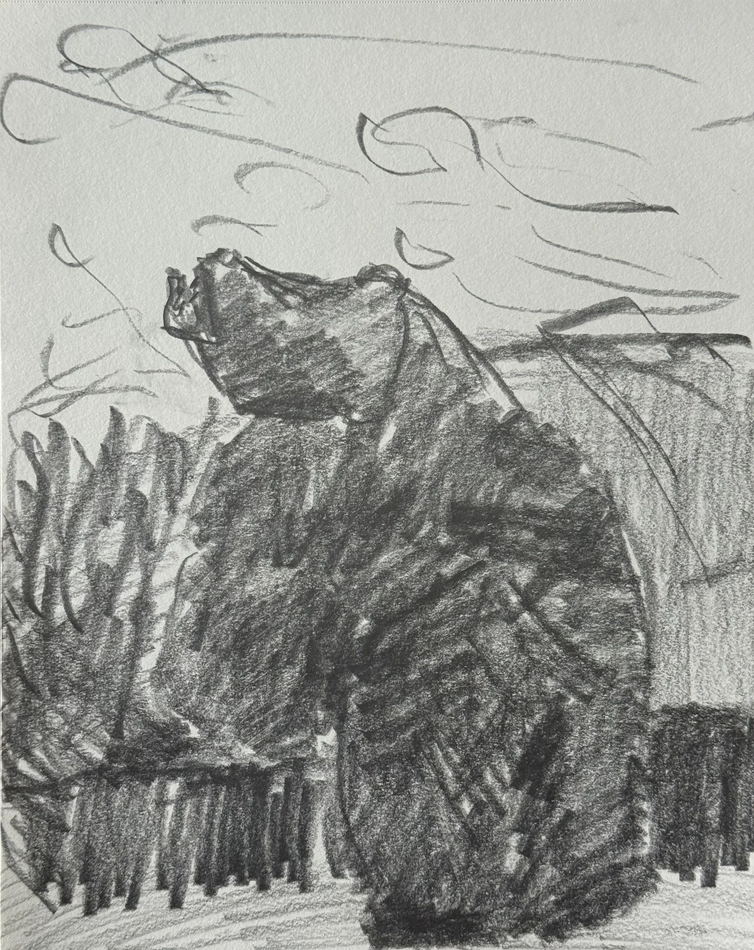 Roaring Bear, 8x10 in. 2025, graphite on paper