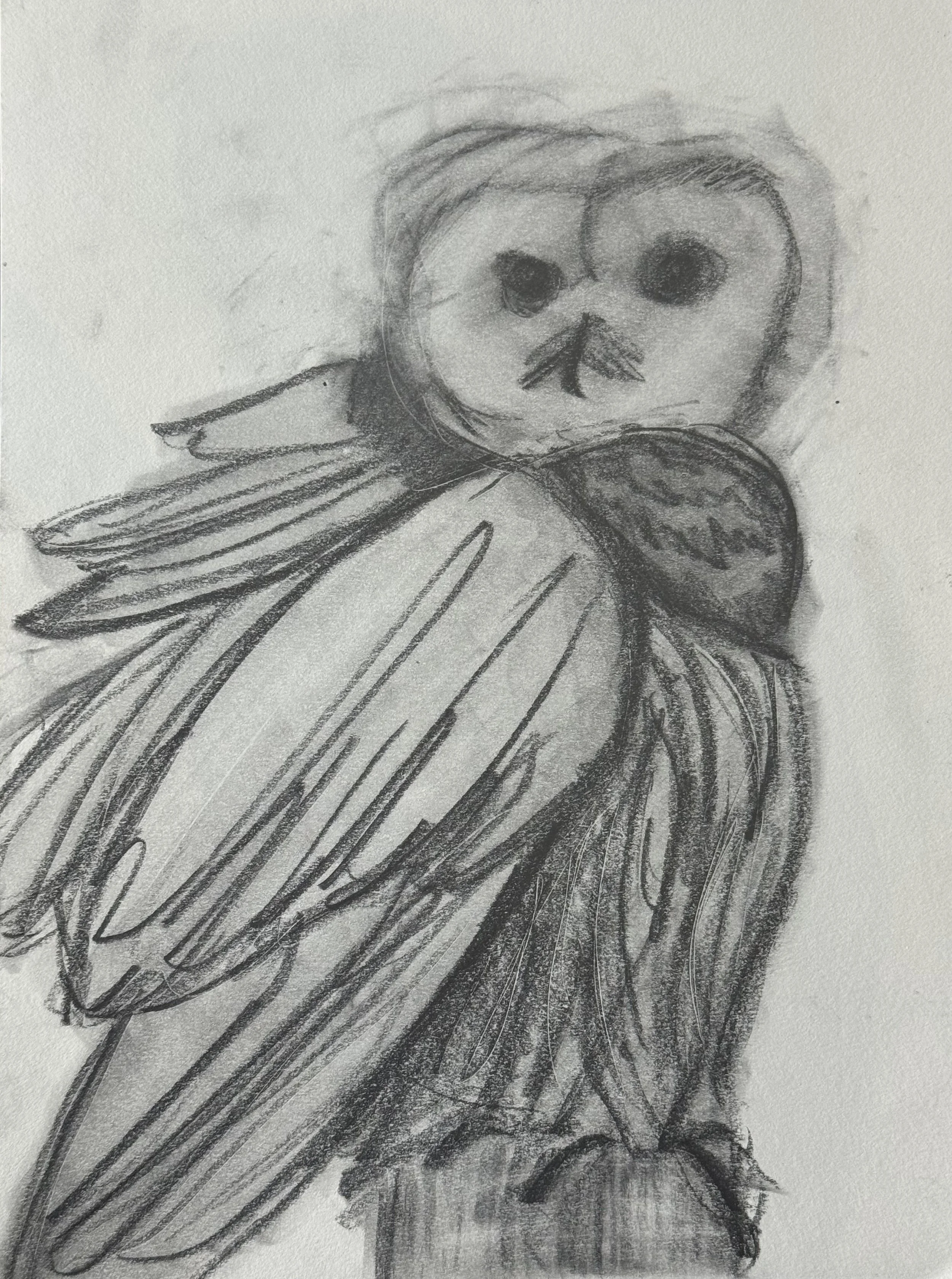 Barred Owl II, 9x11 in. 2025, graphite on paper
