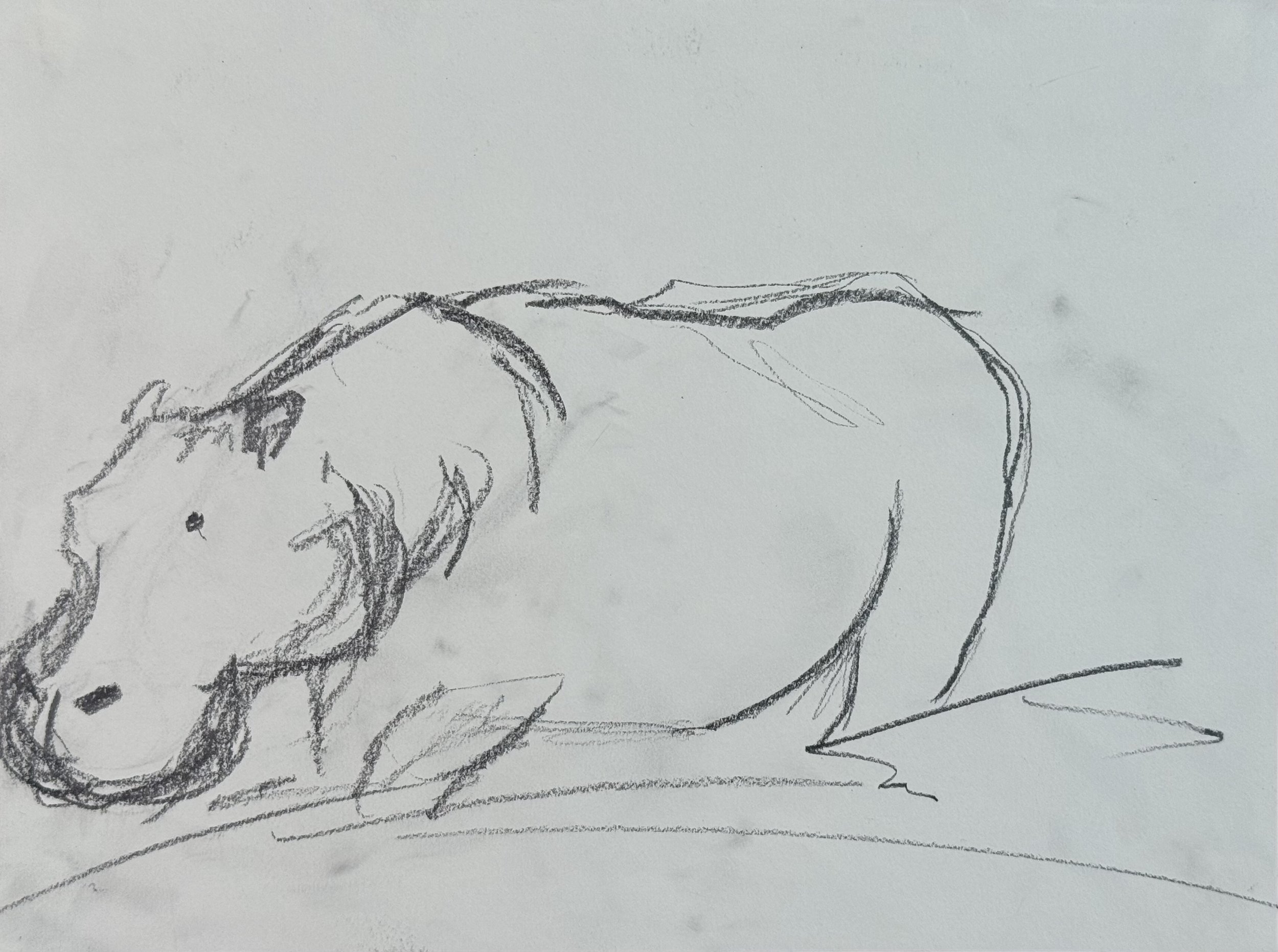 Hippopotamus I, 9x12 in. 2024, graphite on paper