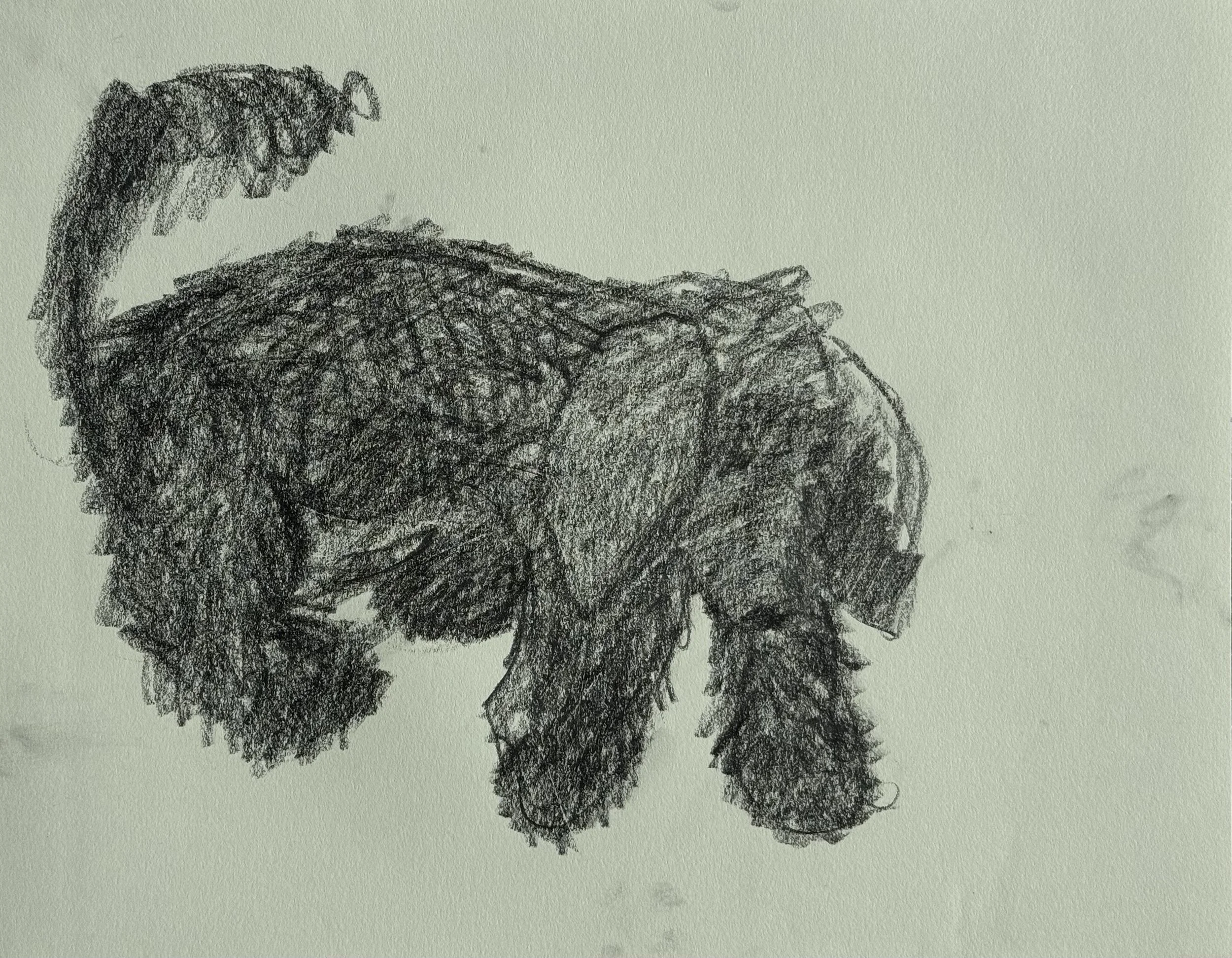 Puppy, graphite on paper, 11x14 inches, 2025