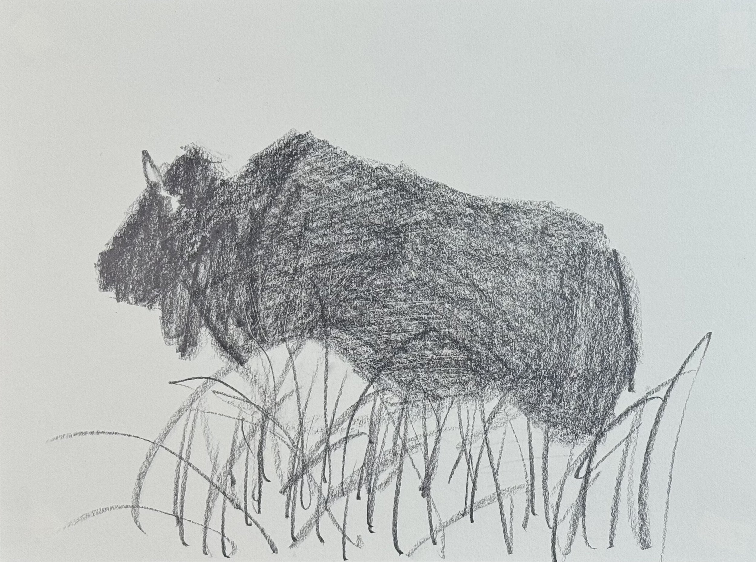 Resting Bison, 12x9 in. 2025, graphite on paper