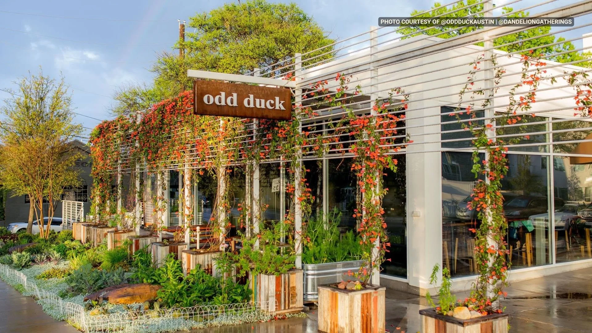 Pinnacle Picks: Odd Duck