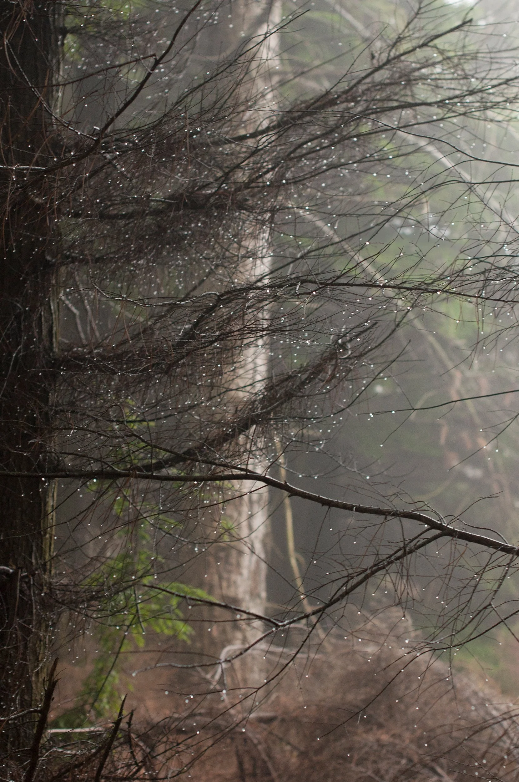 0828_SQ FINALStorybook Trees2.jpg