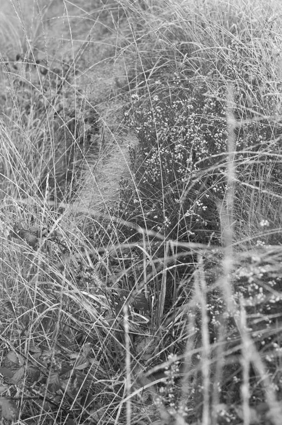 0890_grass tangle_72.jpg