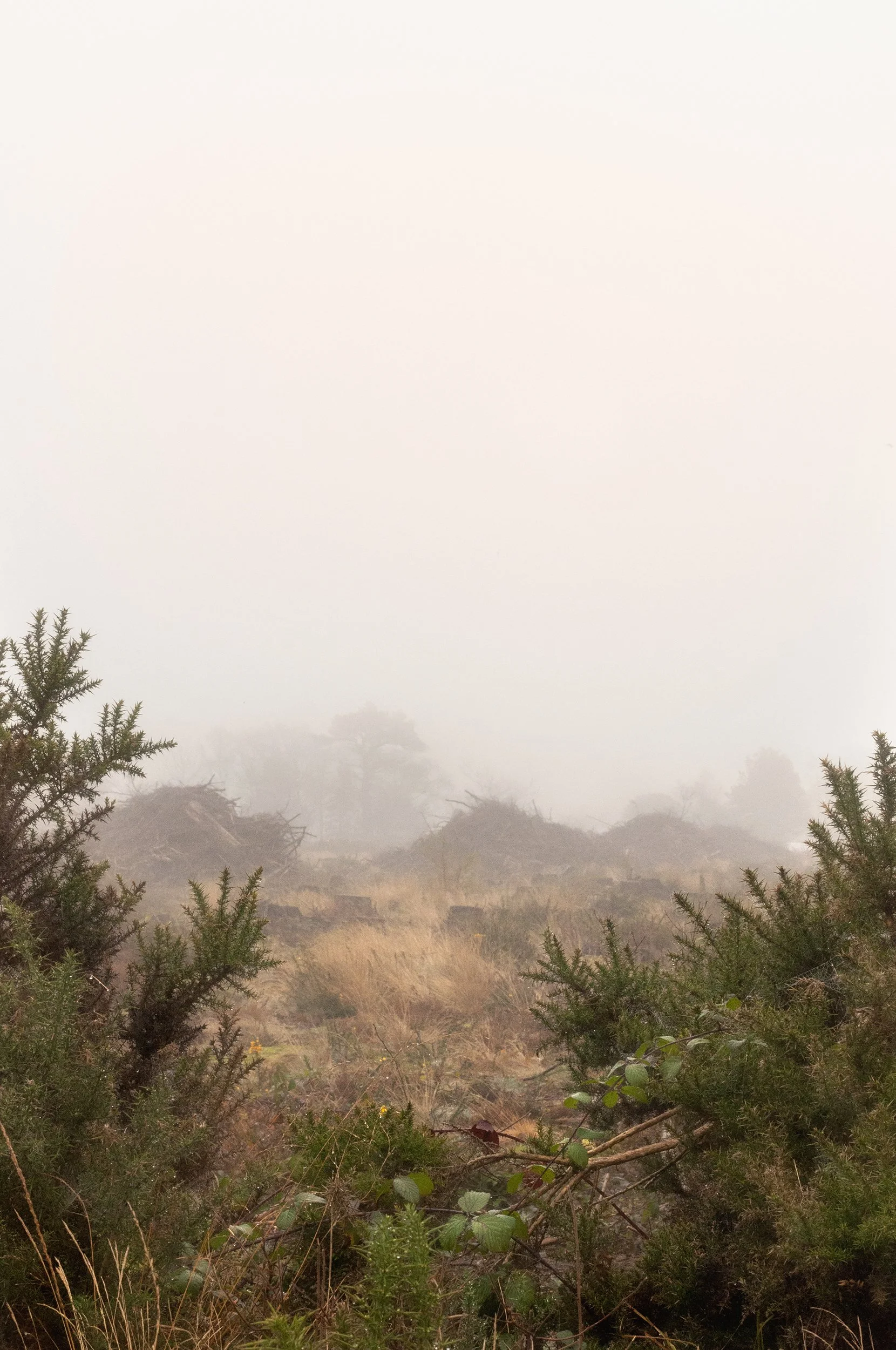 SQ_0888_Throught The Thicket June 25 edit_less sepia.jpg