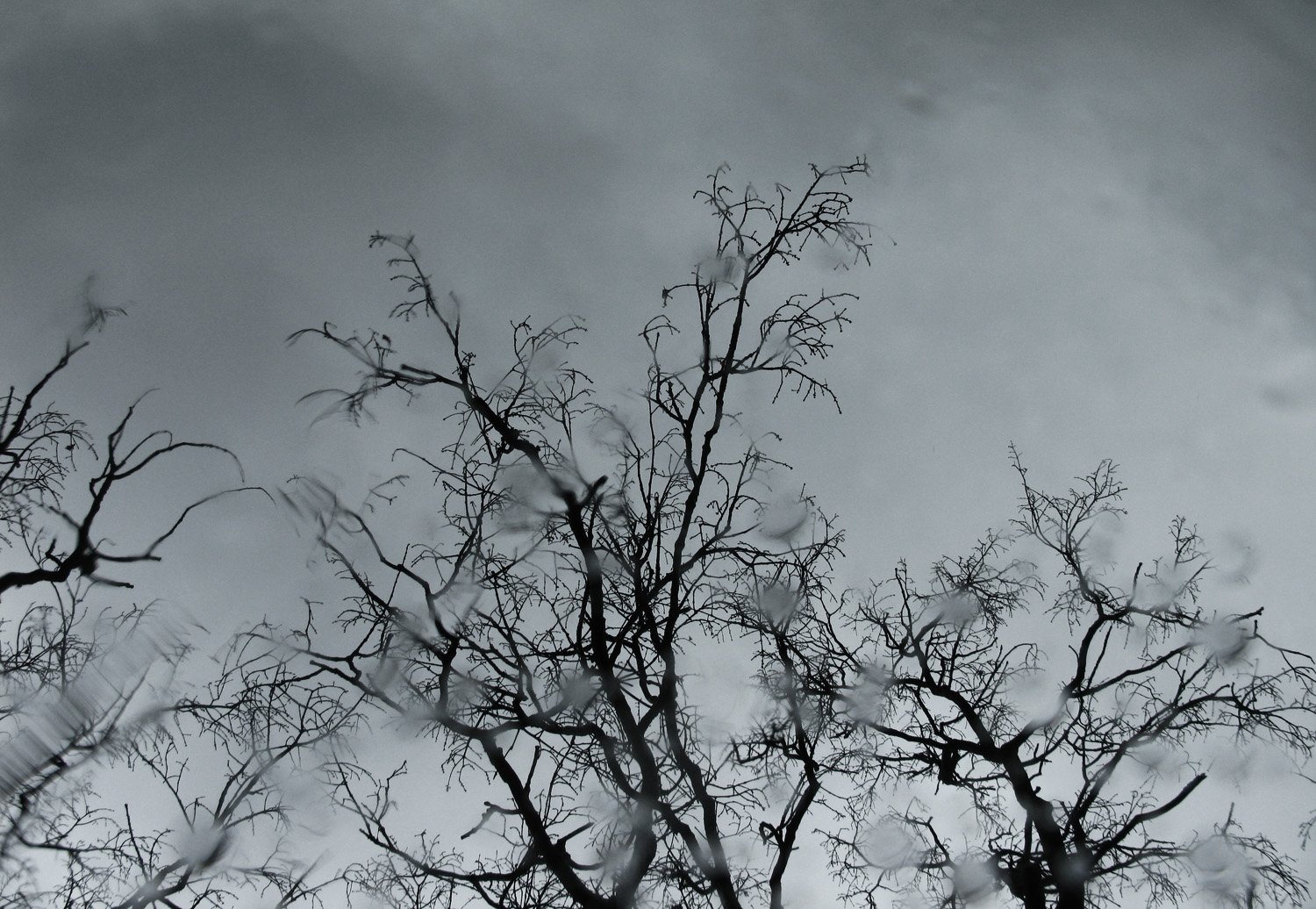 trees-and-rain.jpg