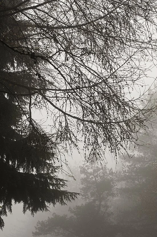 Photography  - Natural World