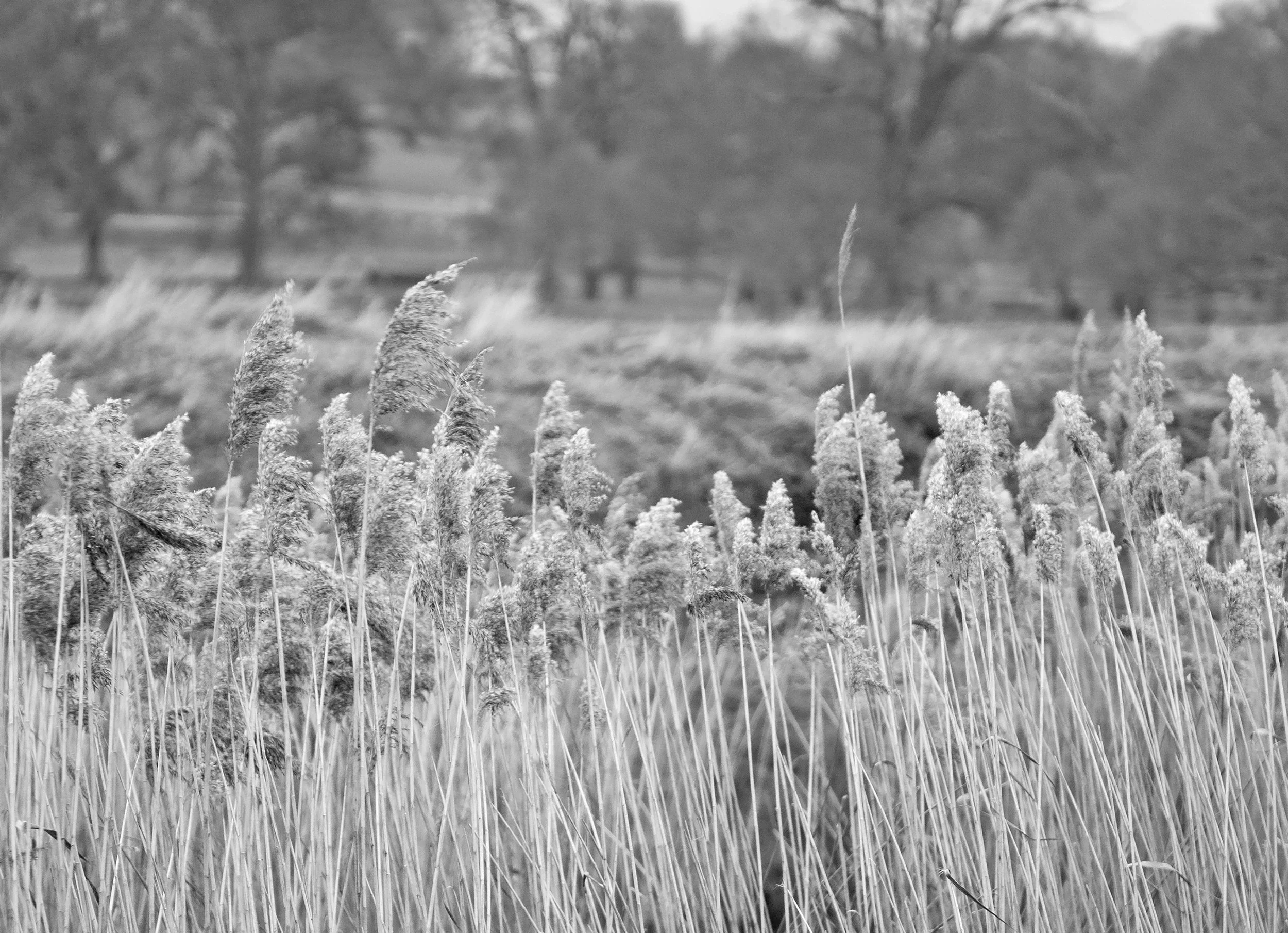 0319_SQ FINALGrasses.jpg