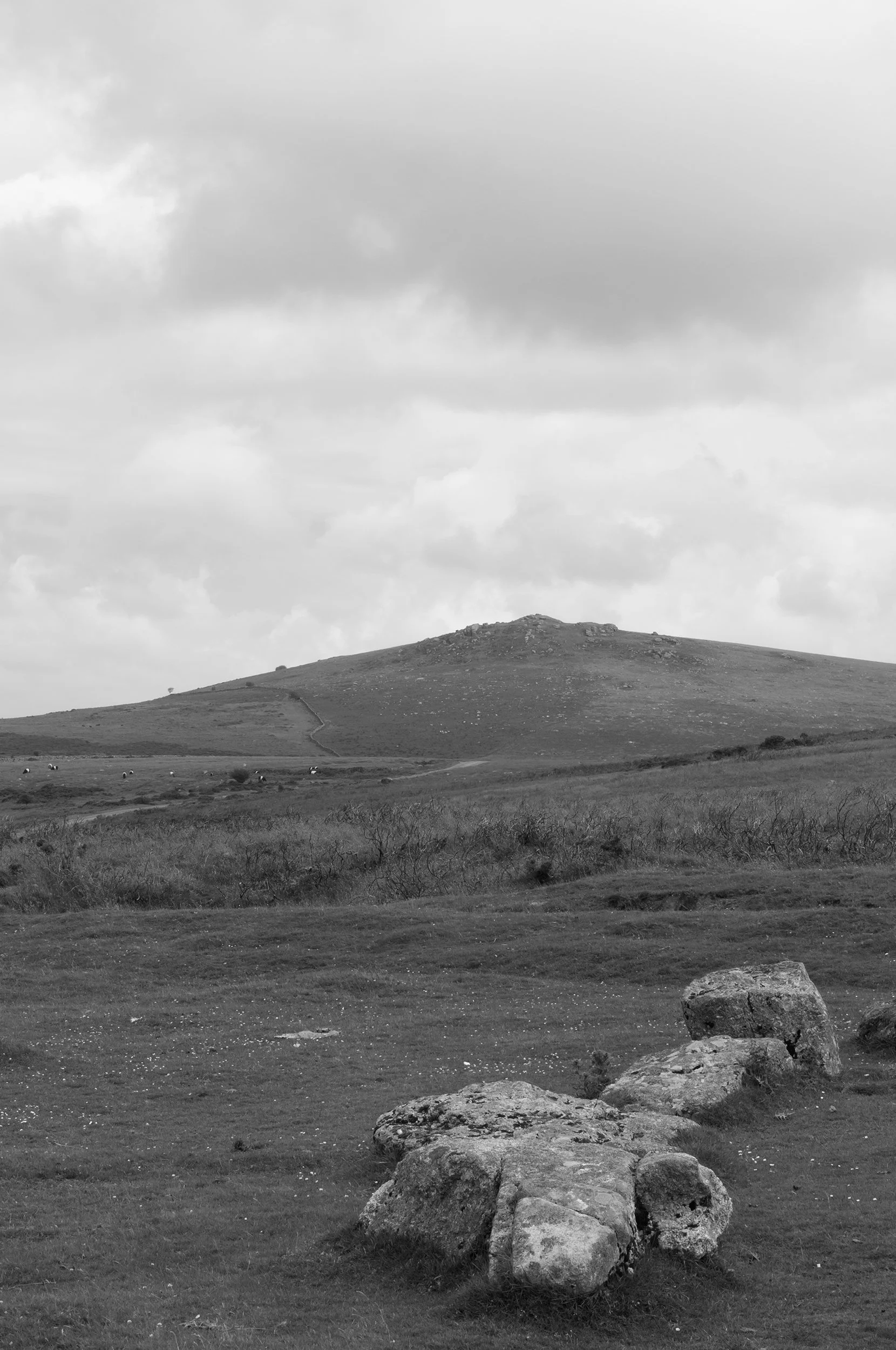 1291_Dartmoor_SQ.jpg