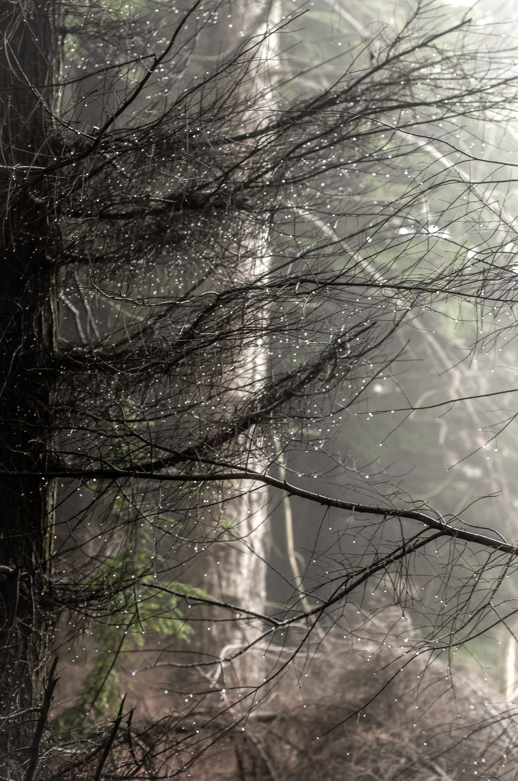 0828_Raindrop Branches2500.jpg