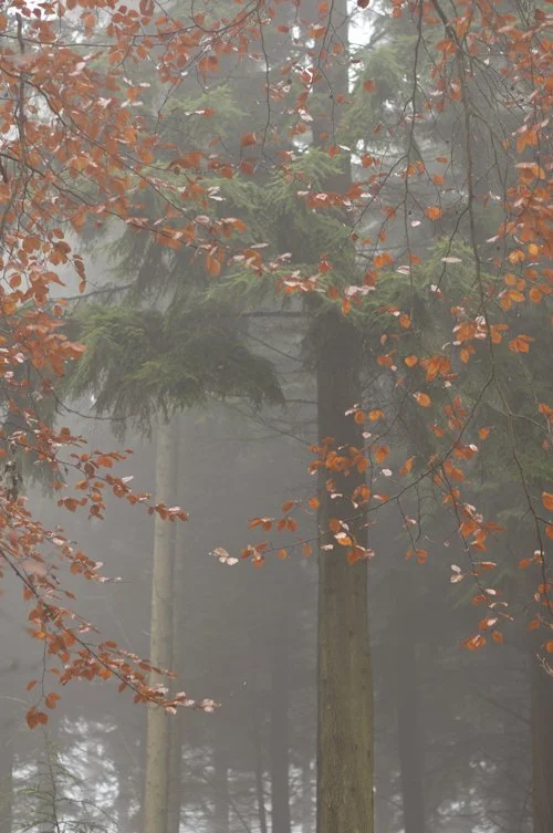 0781_Autumn song_72.jpg