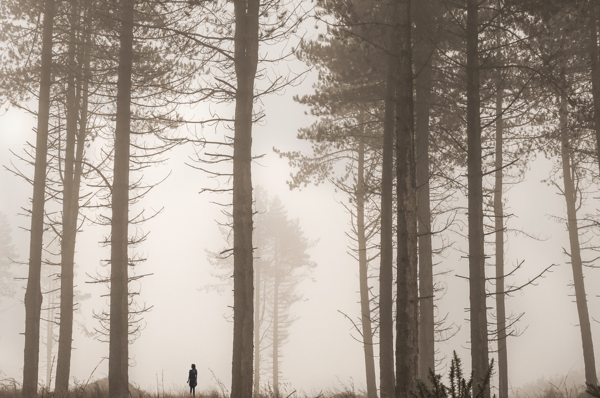 0887_SQFINALTree Fig2_SEPIA.jpg