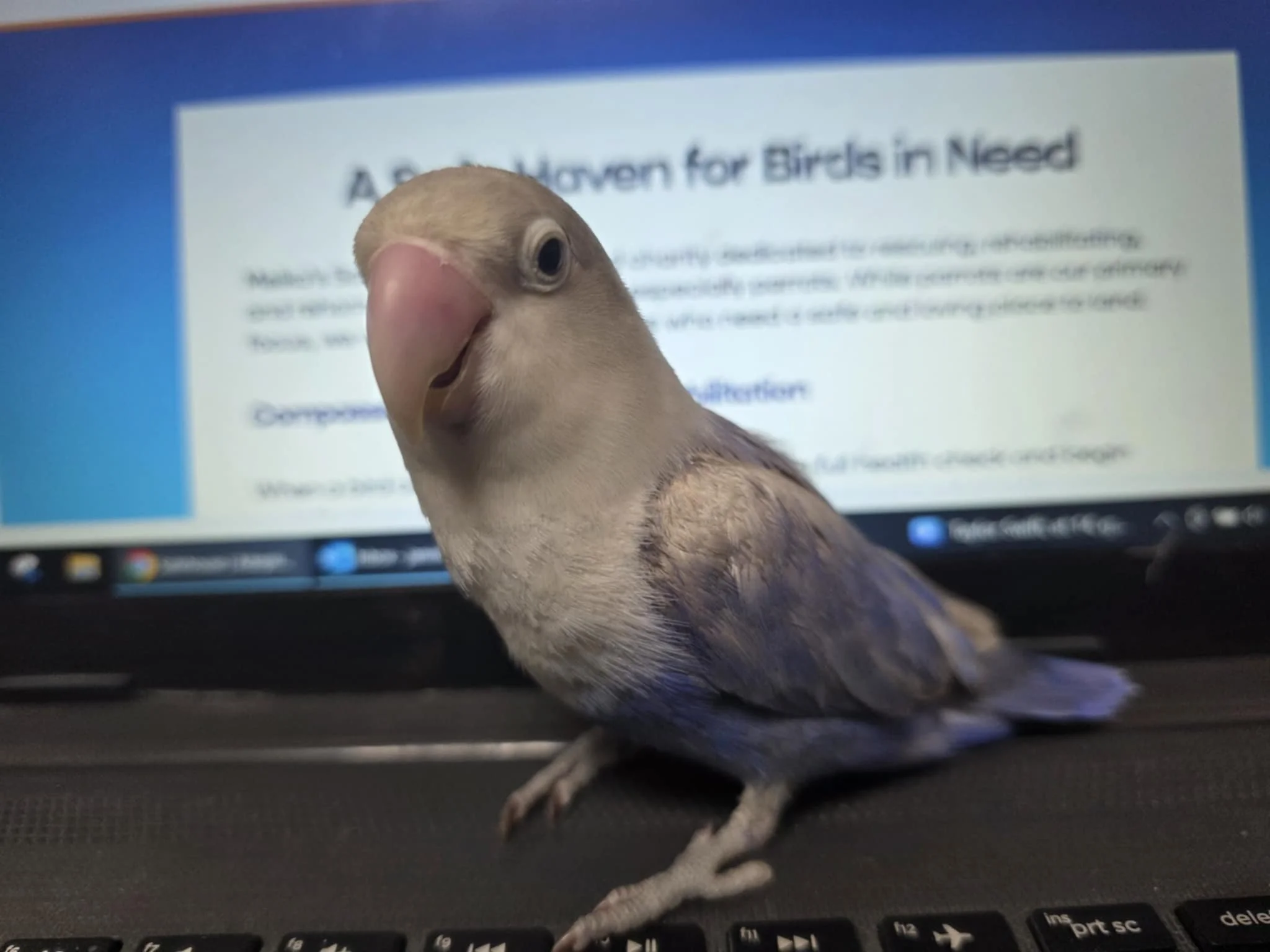 blueberry ss1.jpg