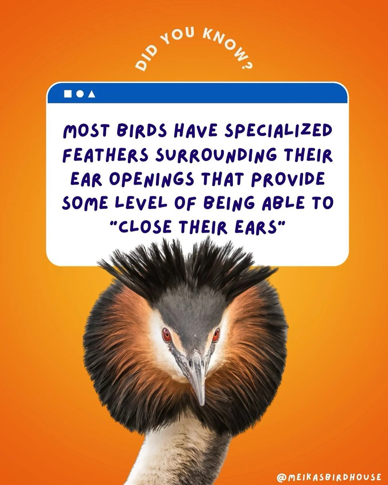 Most birds have auricular feathers (specialized feathers surrounding their ear openings) that provide some level of protection. These feathers help shield the ears from wind, water, and debris while still allowing sound to pass through. However, the 