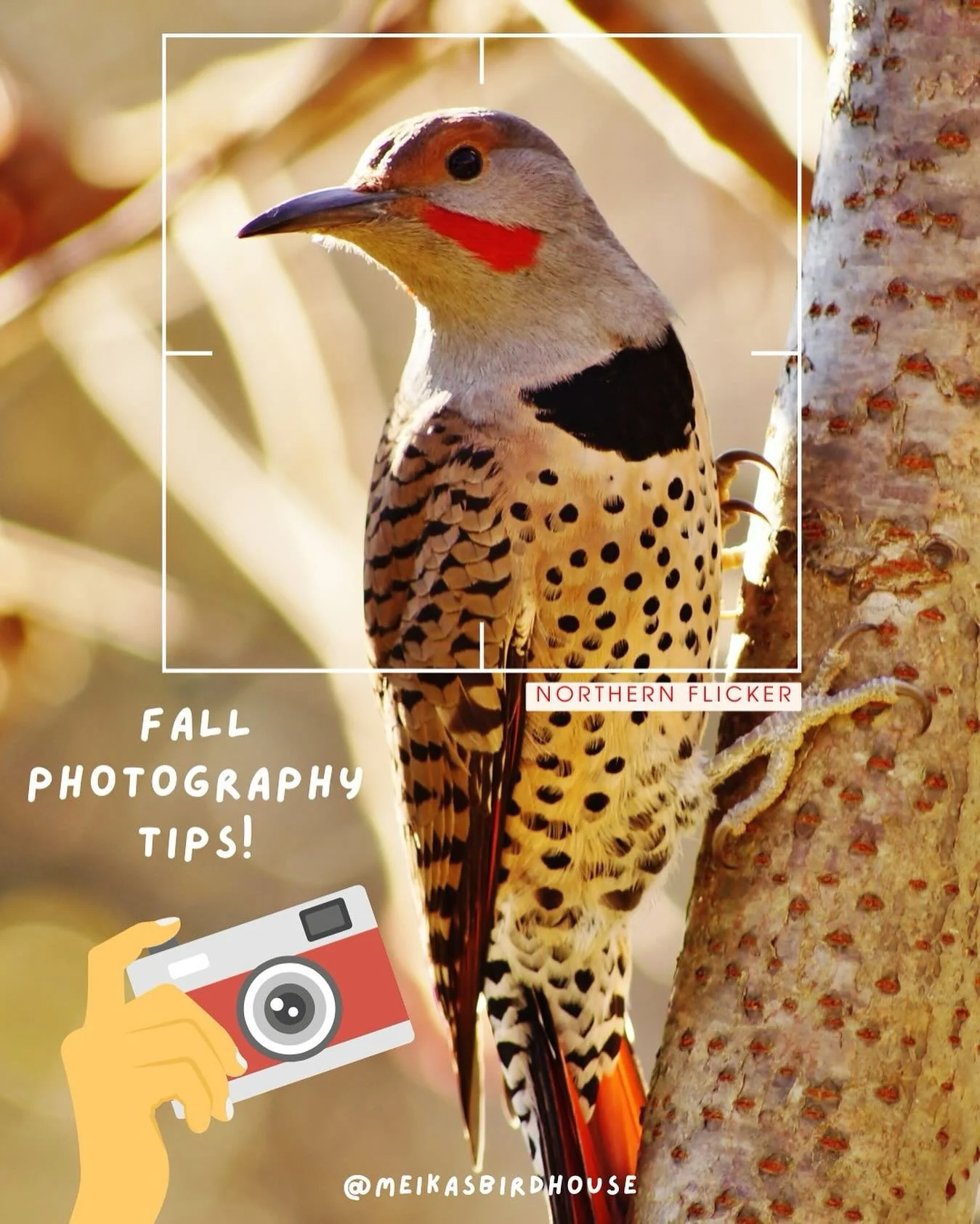 Autumn is the perfect season to capture birds against stunning fall backdrops! Here are a few photography tips to level up your shots:

1️⃣ Golden Light Glow &ndash; Shoot during golden hours (sunrise or sunset) for soft, warm lighting and a beautifu