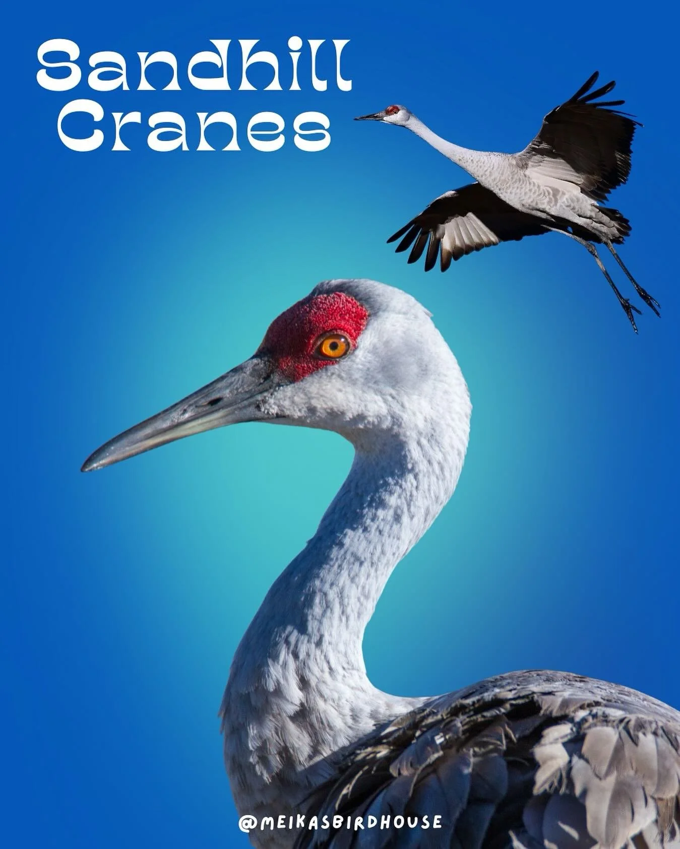 Sandhill Cranes Are Here! 

October is the perfect time to spot these majestic birds as they migrate through Alberta. Head to hotspots like Beaverhill Lake, Frank Lake and Lac La Biche for a chance to witness their elegant flights. 

Pro Birding Tip: