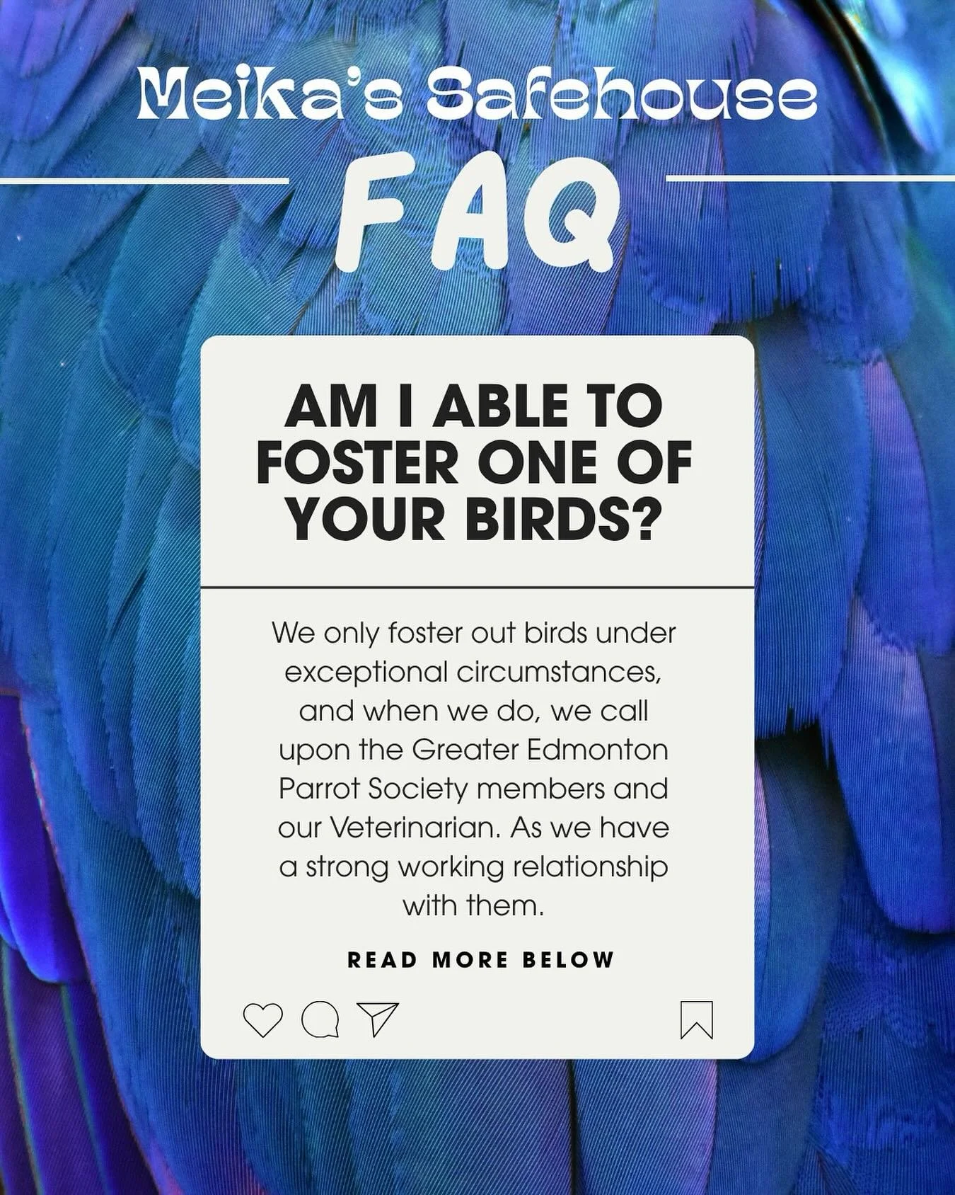 At Meika&rsquo;s Birdhouse, our priority is always to find stable, loving, and permanent homes for our birds. We rarely place birds in foster arrangements, and only do so under truly exceptional circumstances. When fostering is necessary, we collabor