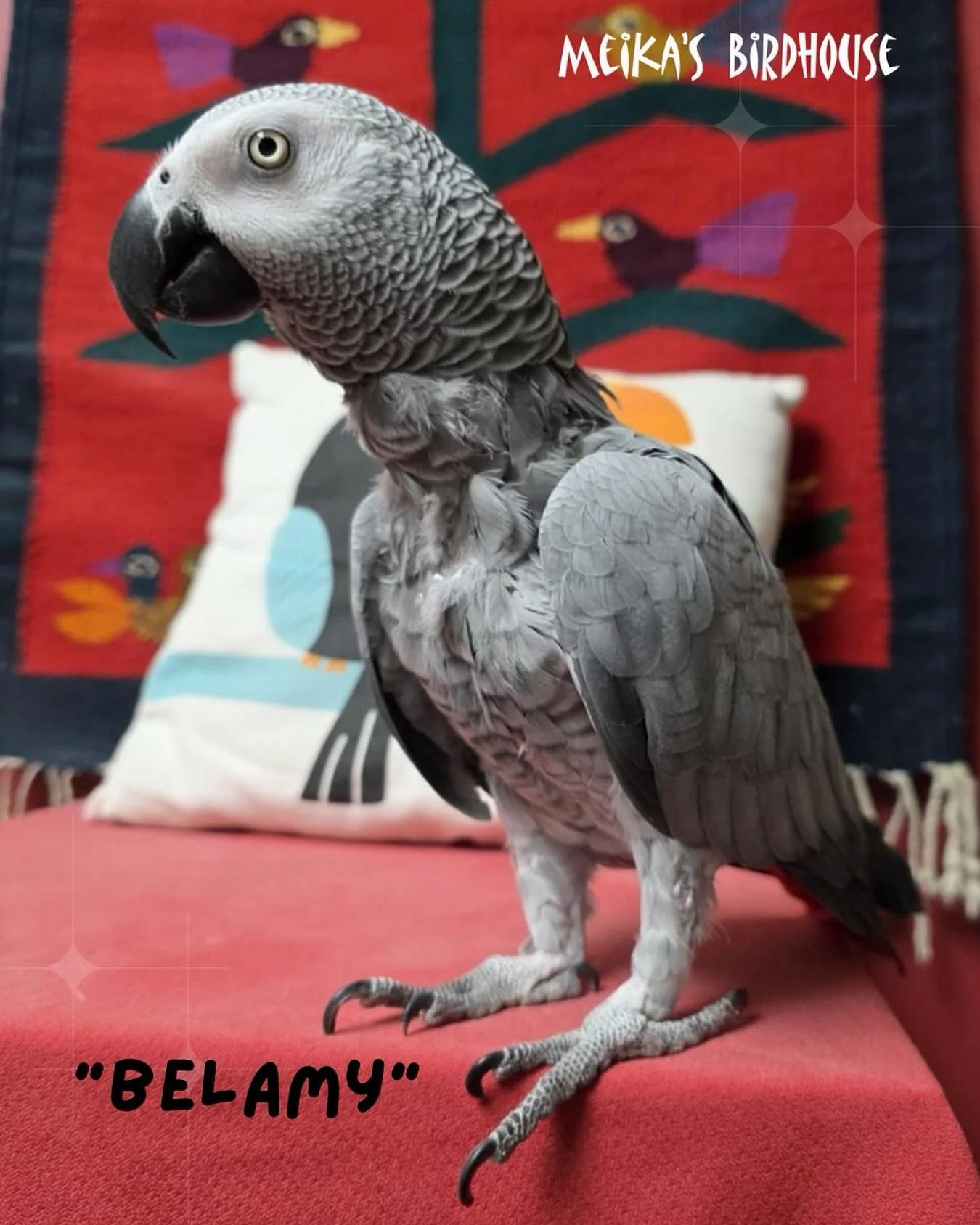 Hi, I&rsquo;m Belamy! 🦜

I&rsquo;m a Congo African Grey Parrot who loves free range time, chewing paper, playing hide and seek, and showering with my person. I know 4 colors (Red, Green, Blue, Yellow) and enjoy evening family time with music and a l