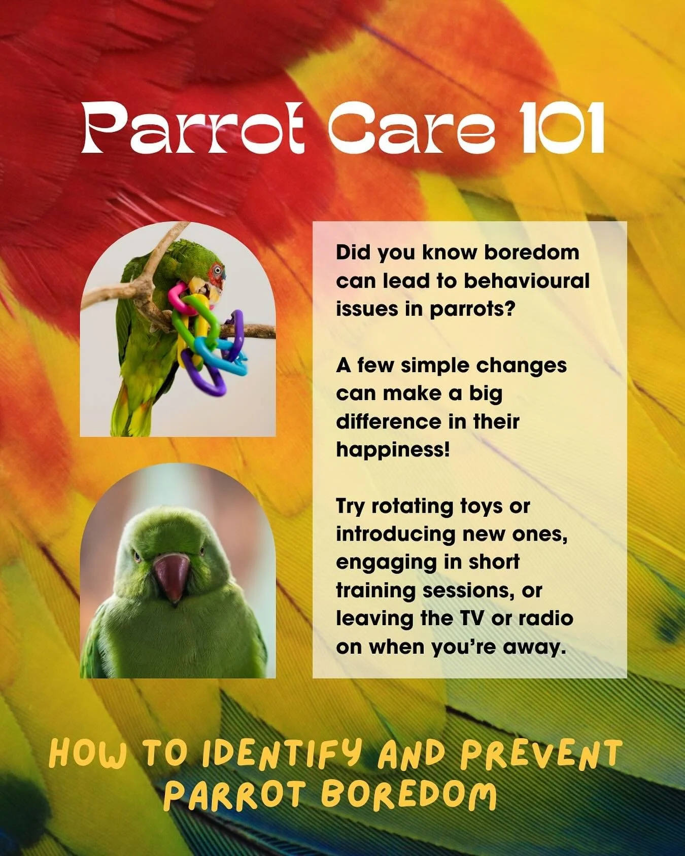 Boredom can lead to behavioural issues in parrots, but how can you tell if your bird is bored? Watch for signs like excessive screaming, feather plucking, or destructive behaviour.

The good news? Small changes can make a big difference! Try rotating