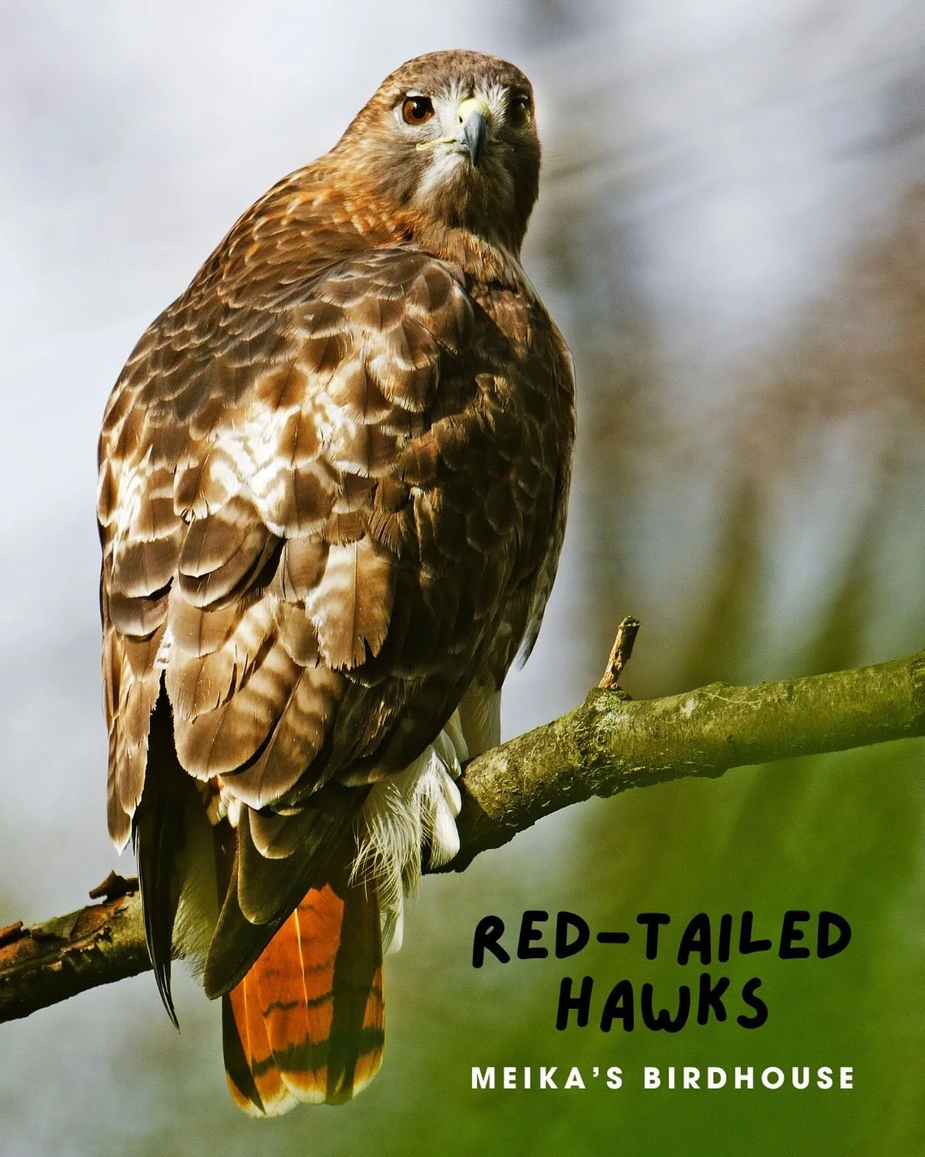 October signals migration season for one of Alberta&rsquo;s most iconic raptors&mdash;the Red-tailed Hawk. Known for their striking reddish-brown tail feathers, these powerful birds are heading south to avoid the harsh cold of winter.Keep your ears o
