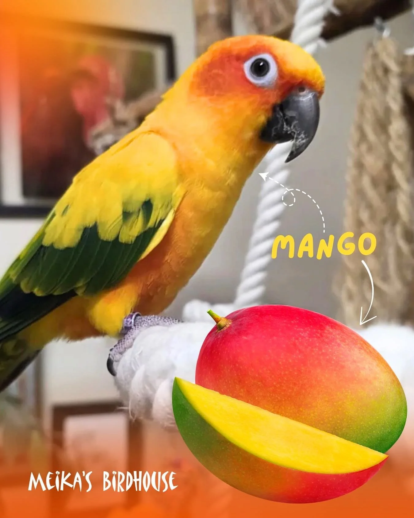 🌟 Meet Mango! 🌟
This lovely Sun Conure is full of life&mdash;she loves exploring, taking water bowl baths, and playing with chewable toys. 🦜💛 But don&rsquo;t let her cute looks fool you! Sun Conures have a famously loud, high-pitched call that mi