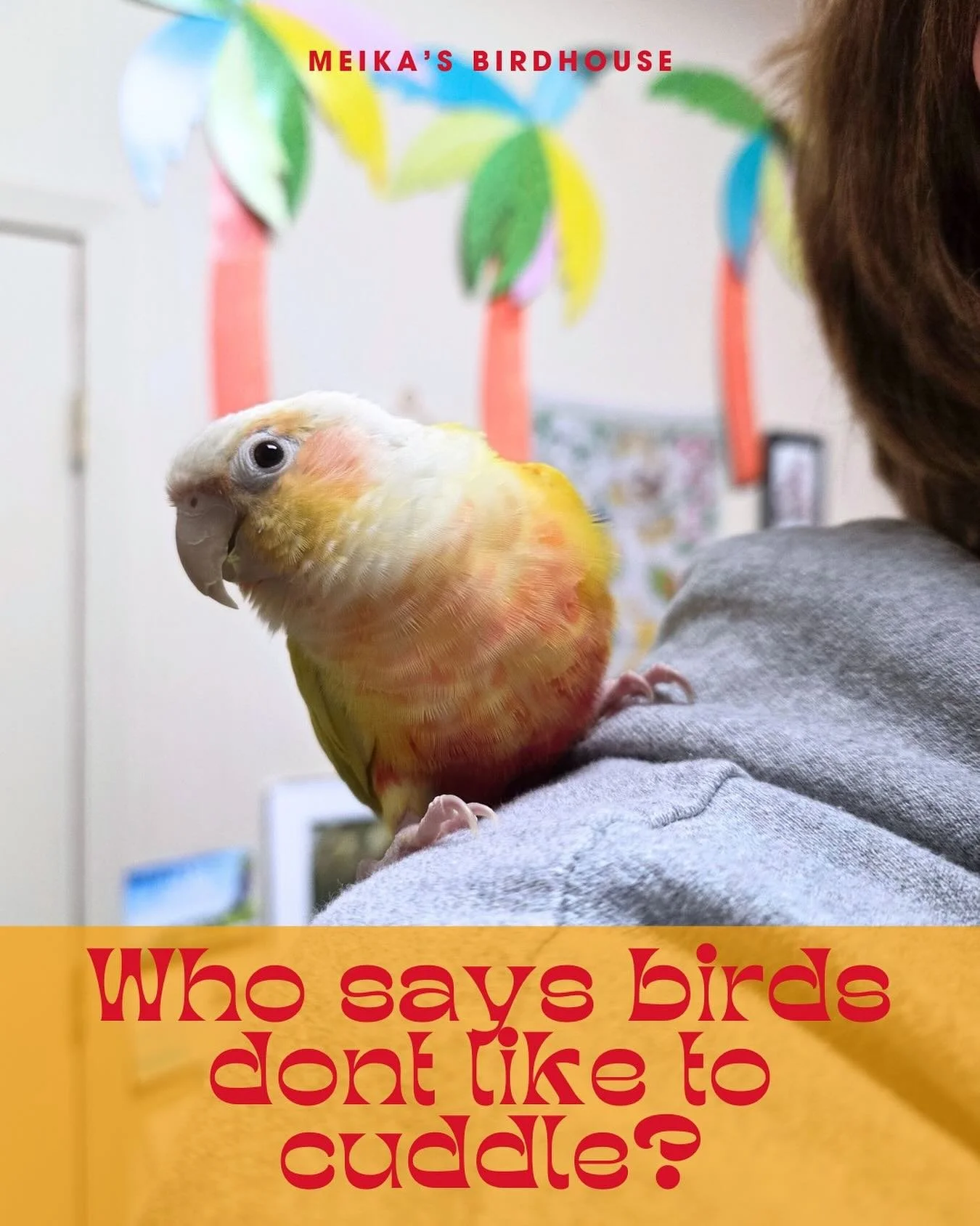 Meet Tangerine! 🍊 This little guy is with us for some long-term bird sitting, and he&rsquo;s the definition of a velcro bird&mdash;always sticking close! 🐦💕