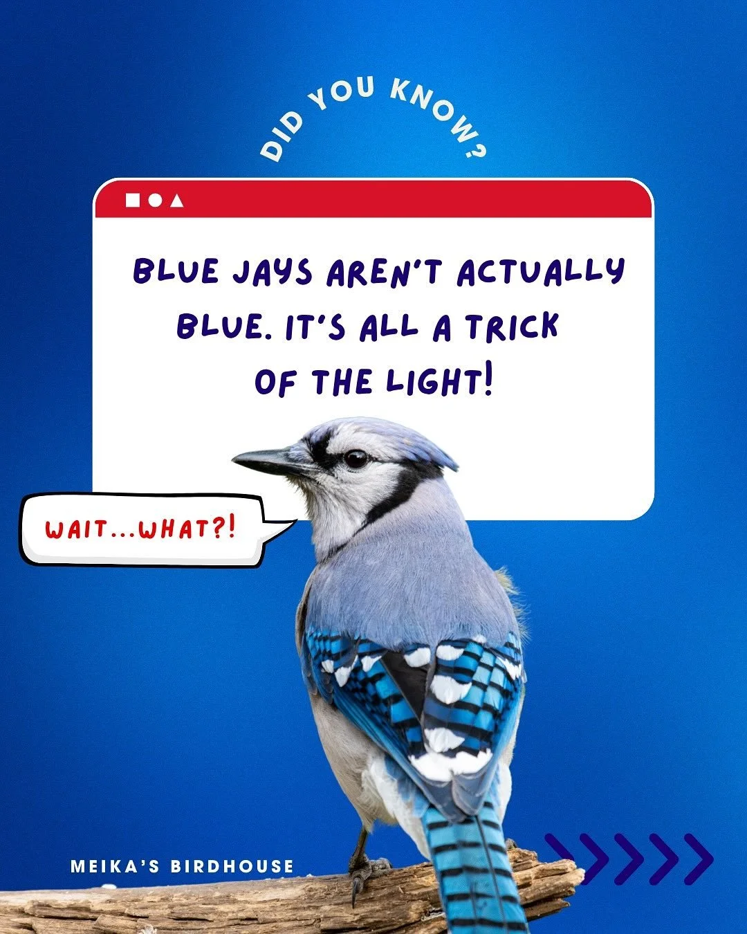 As you cheer on Canada&rsquo;s team in the MLB World Series tonight, impress someone with this wild science fact: Blue Jays aren&rsquo;t actually blue! 

Their feathers lack blue pigment entirely. Instead, the stunning colour you see is caused by str