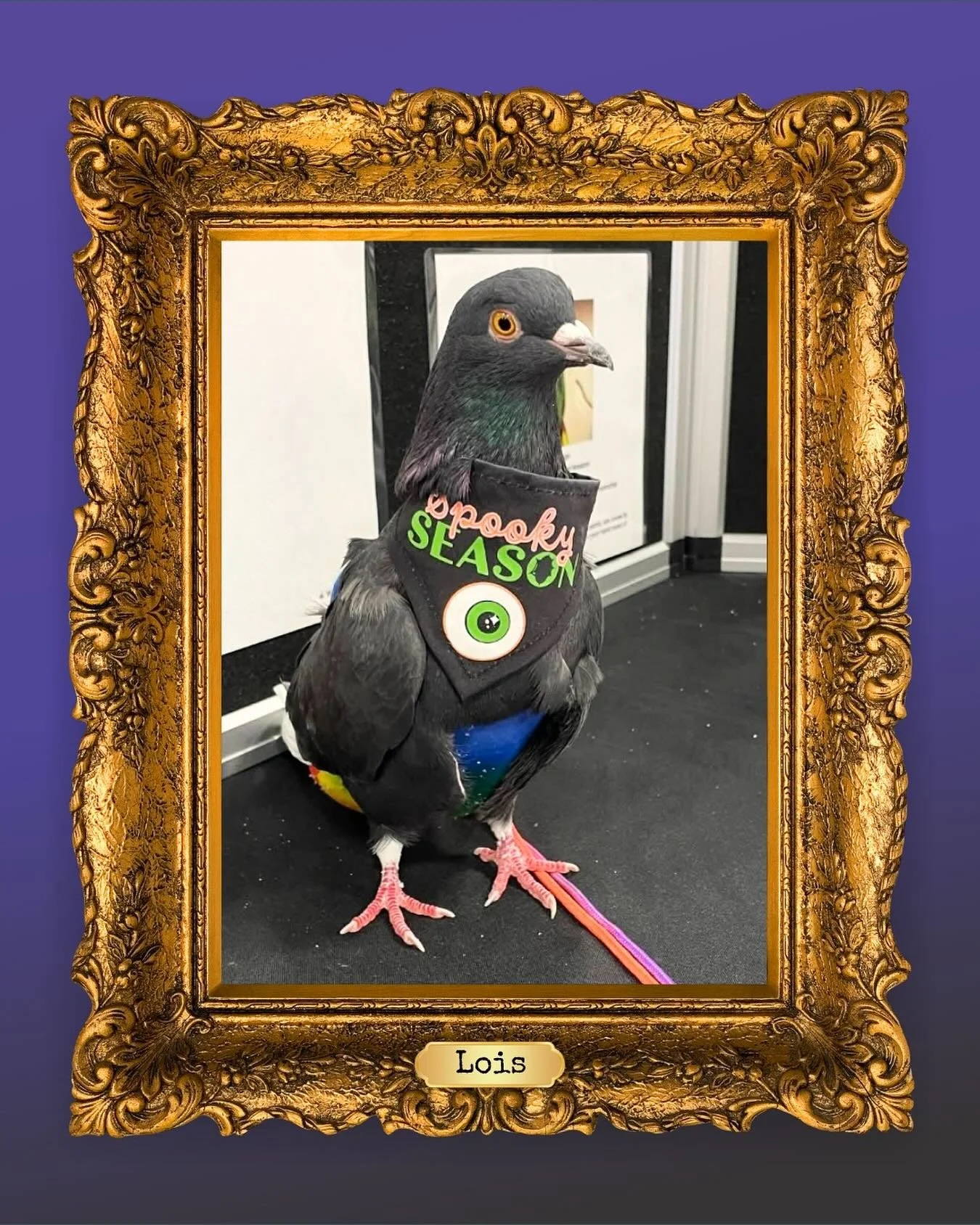 Meet Lois, She&rsquo;s one of four sweet and gentle indoor pigeons currently available for adoption. If you&rsquo;re looking for a calm and loving feathered friend, Lois might just be the perfect addition to your family. 

Plus, she&rsquo;s all set t