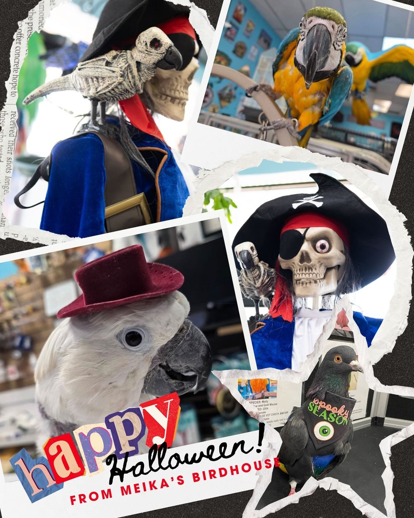 What kind of bird haunts Halloween parties?

A scare-crow!

🎃👻 Happy Halloween from Meikas! 🦜✨