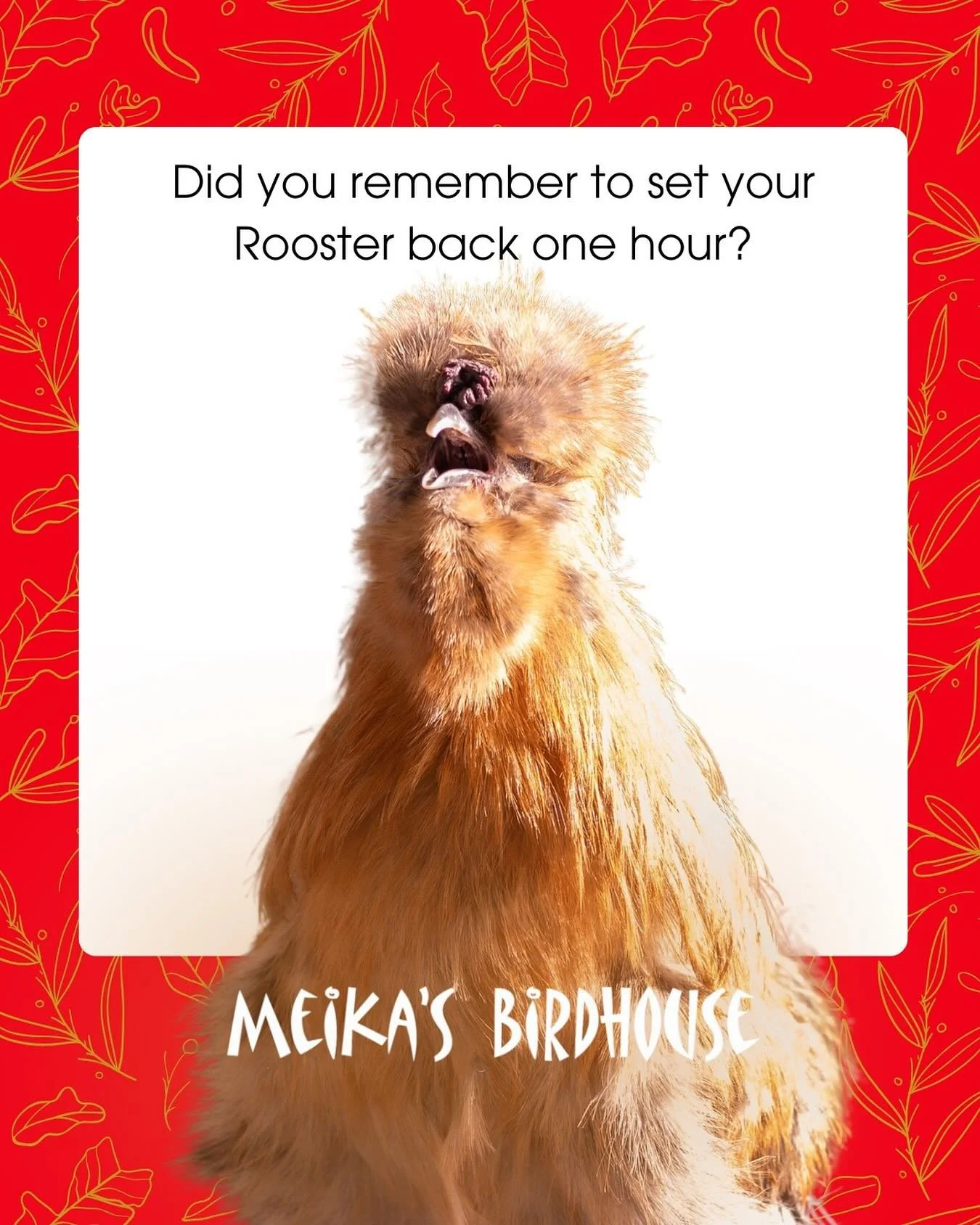 🍂⏰ Daylight Saving Time has ended, enjoy your extra hour, but don&rsquo;t count on him to sleep in! 🐓😅