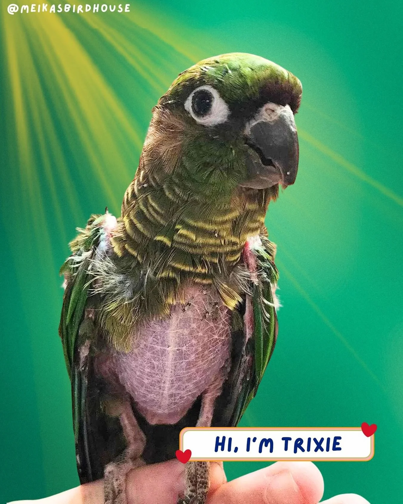 👋 Hello, I&rsquo;m Trixie!

I&rsquo;m a sweet little conure who&rsquo;s had a tough go, but I&rsquo;m still full of love and charm. 💖 I&rsquo;m a chronic feather plucker, which has left me with permanent feather loss&mdash;but don&rsquo;t let my &l