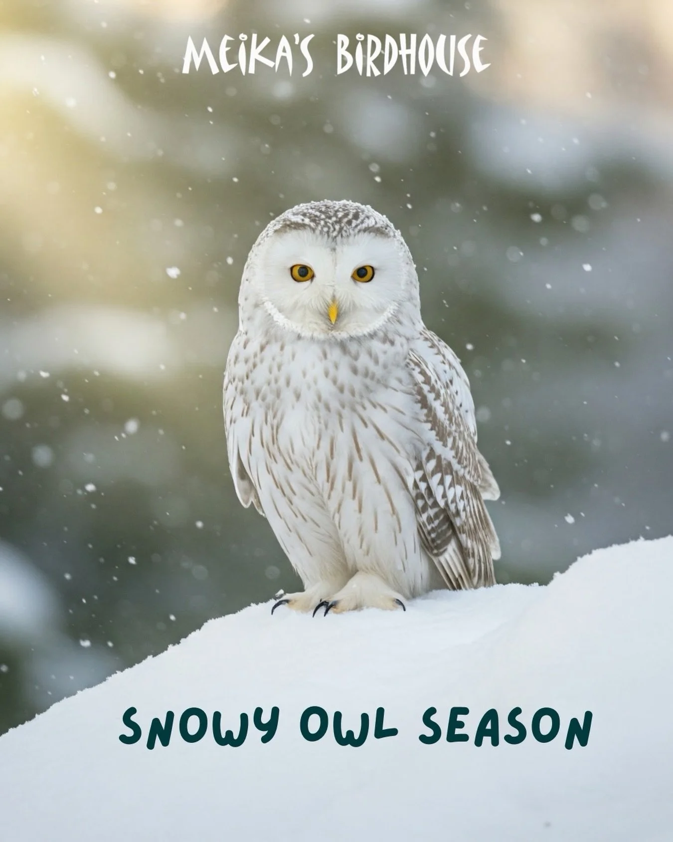 🦉✨ With a fresh blanket of snow covering Edmonton, it truly feels like winter has arrived&mdash;bringing with it the chance to spot the majestic snowy owls! 

These stunning Arctic visitors can often be seen from late fall through early spring. Head