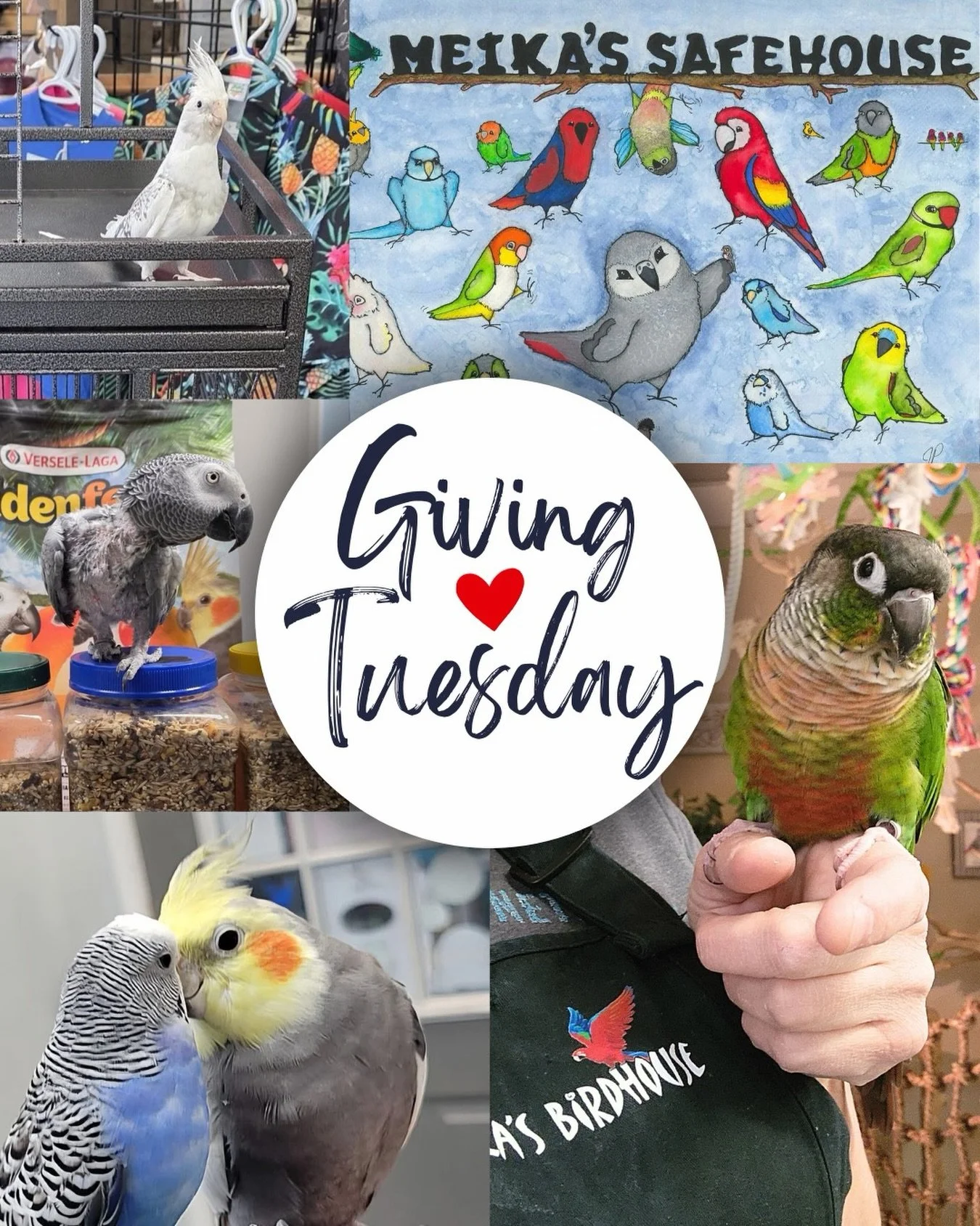 This Giving Tuesday, we&rsquo;re inviting you to make a lasting impact by supporting Meika&rsquo;s SafeHouse and our efforts to care for Alberta birds in need. Here are some meaningful ways you can contribute:

❤️ Donate to Meika&rsquo;s SafeHouse vi
