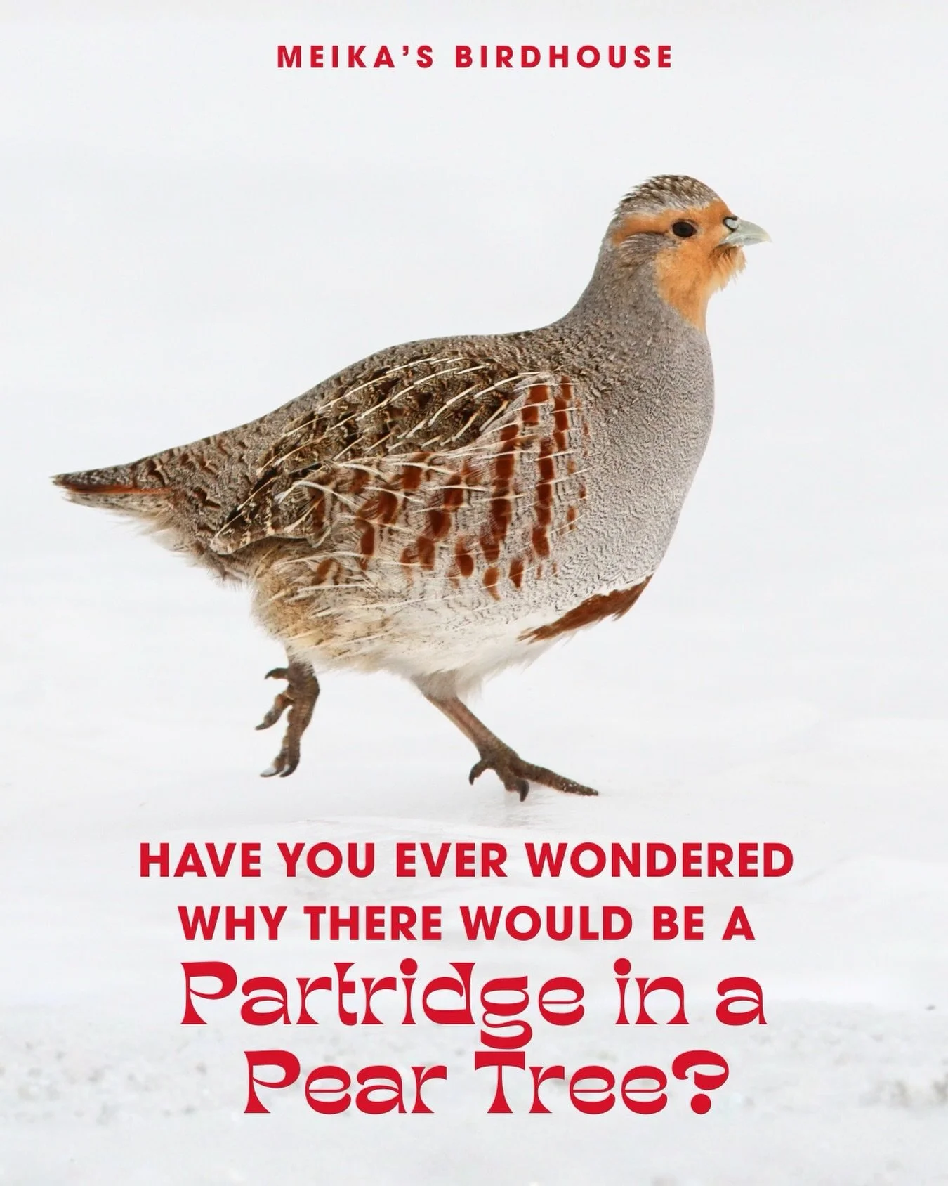 The partridge is a festive icon thanks to the carol The 12 Days of Christmas! But did you know that a partridge is actually a ground-nesting bird? So why the pear tree? 🌳 It&rsquo;s believed to symbolize protection and peace&mdash;such a fitting sta