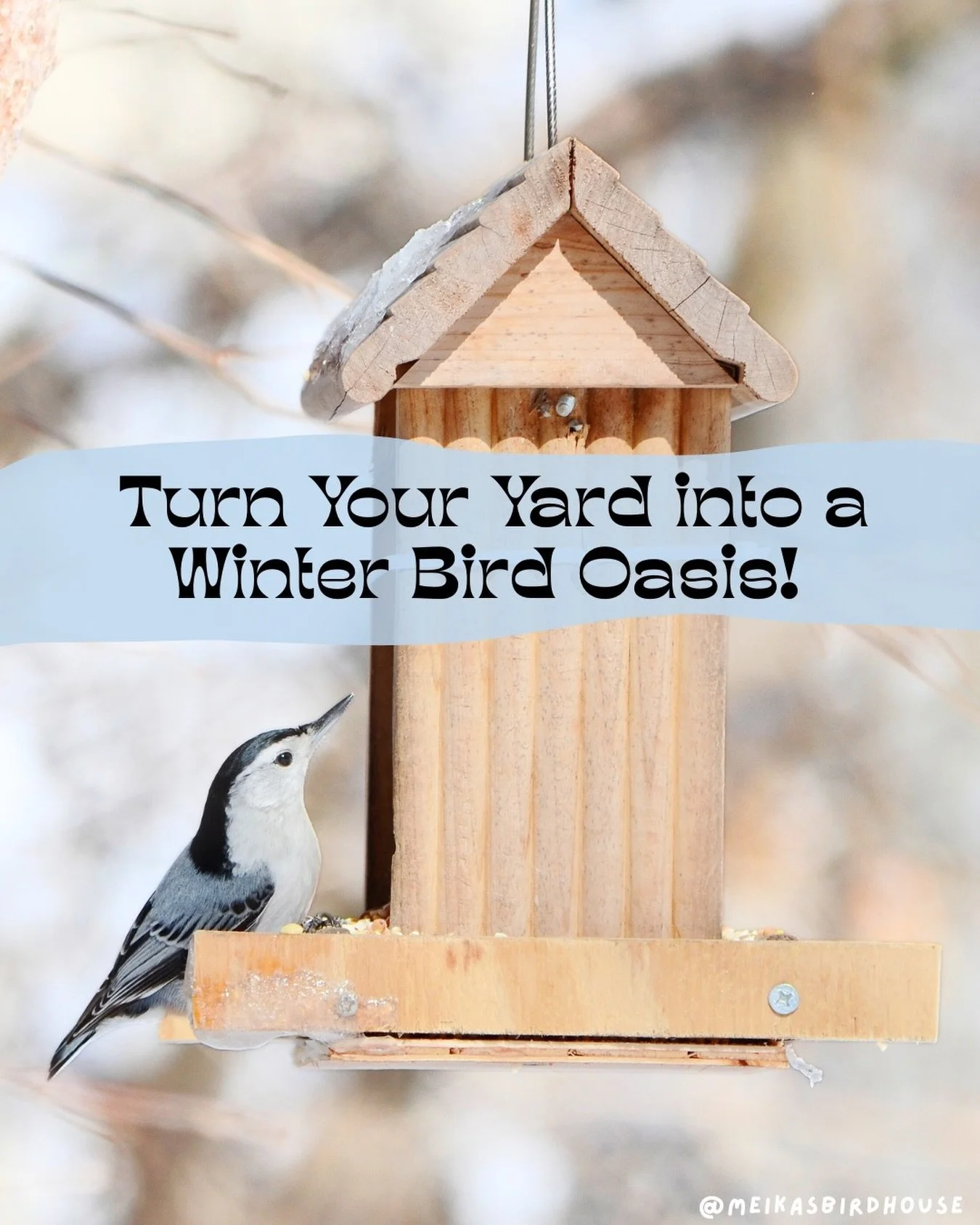Alberta winters might be chilly, but they&rsquo;re the perfect time to enjoy the beauty of wild birds from the cozy comfort of your home! Here are some tips to attract our feathered winter friends in Edmonton and turn your backyard into a birding oas